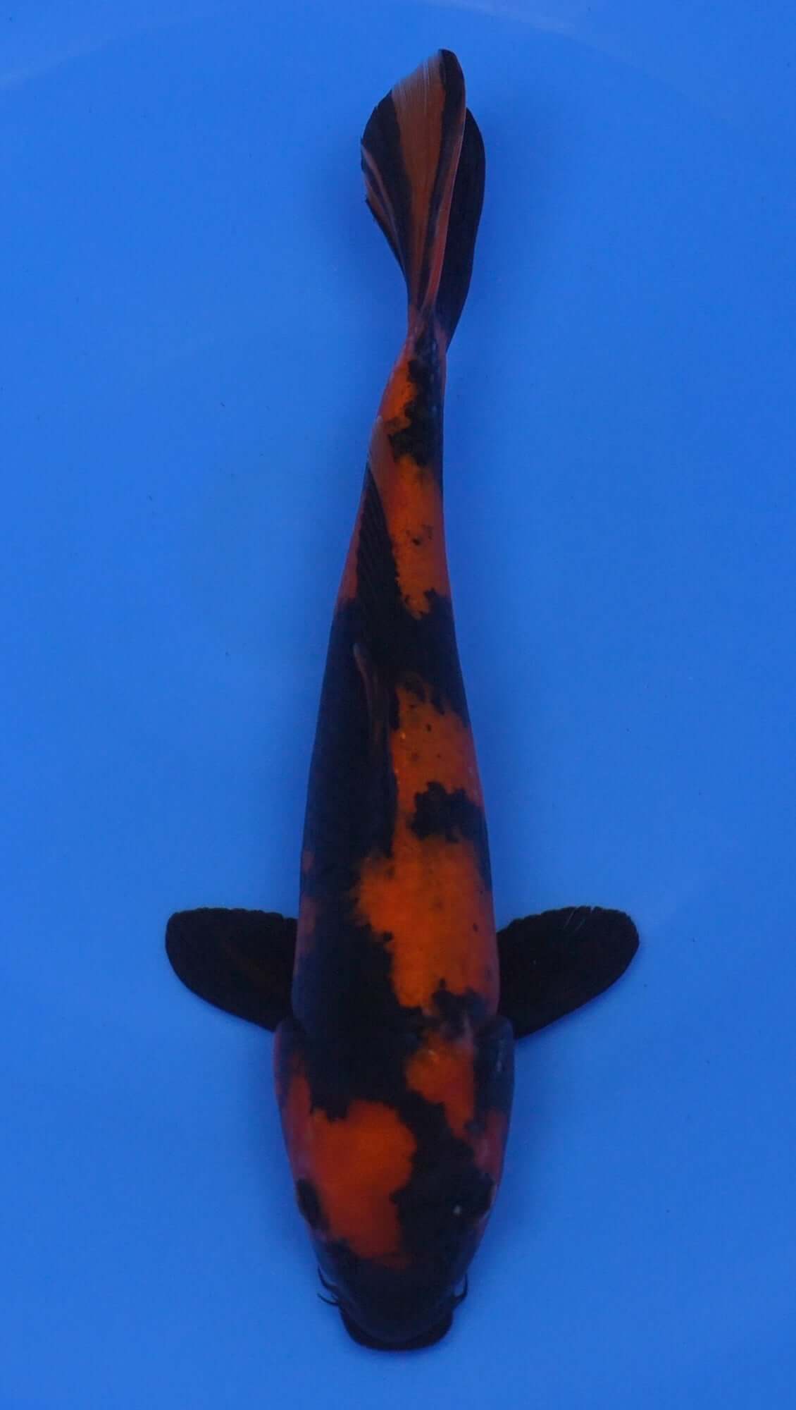 Hi Utsuri 12 inch - 240054230