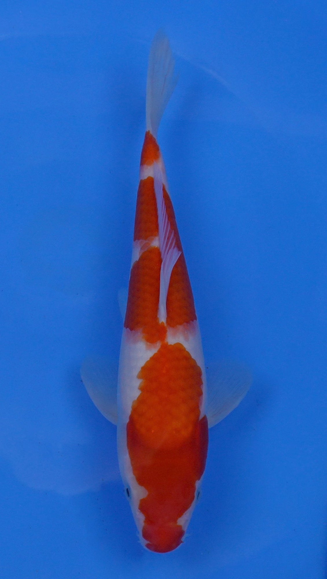 Kohaku 12 inch - 240054231