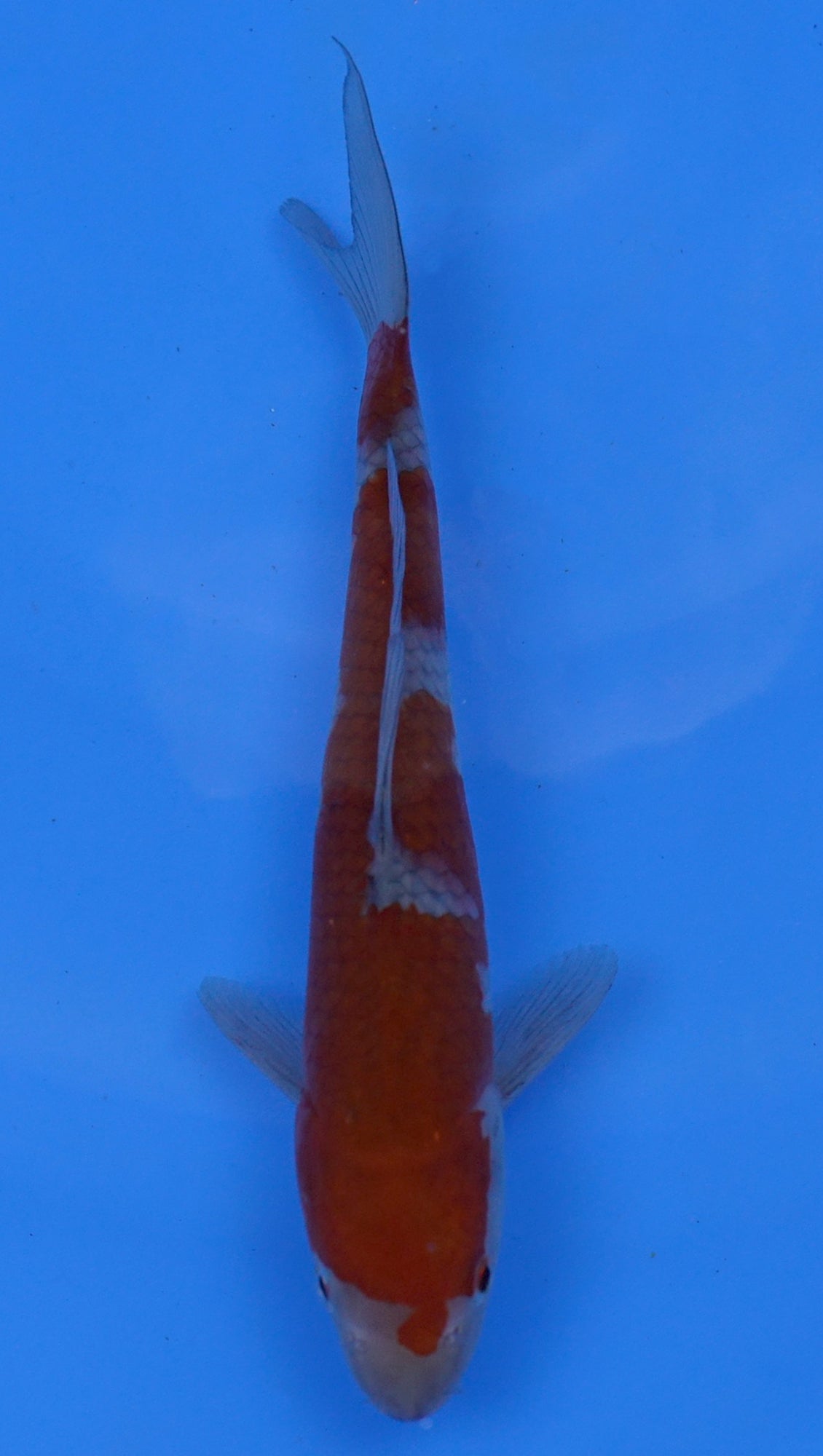 Ochiba 10 inch - 240054232