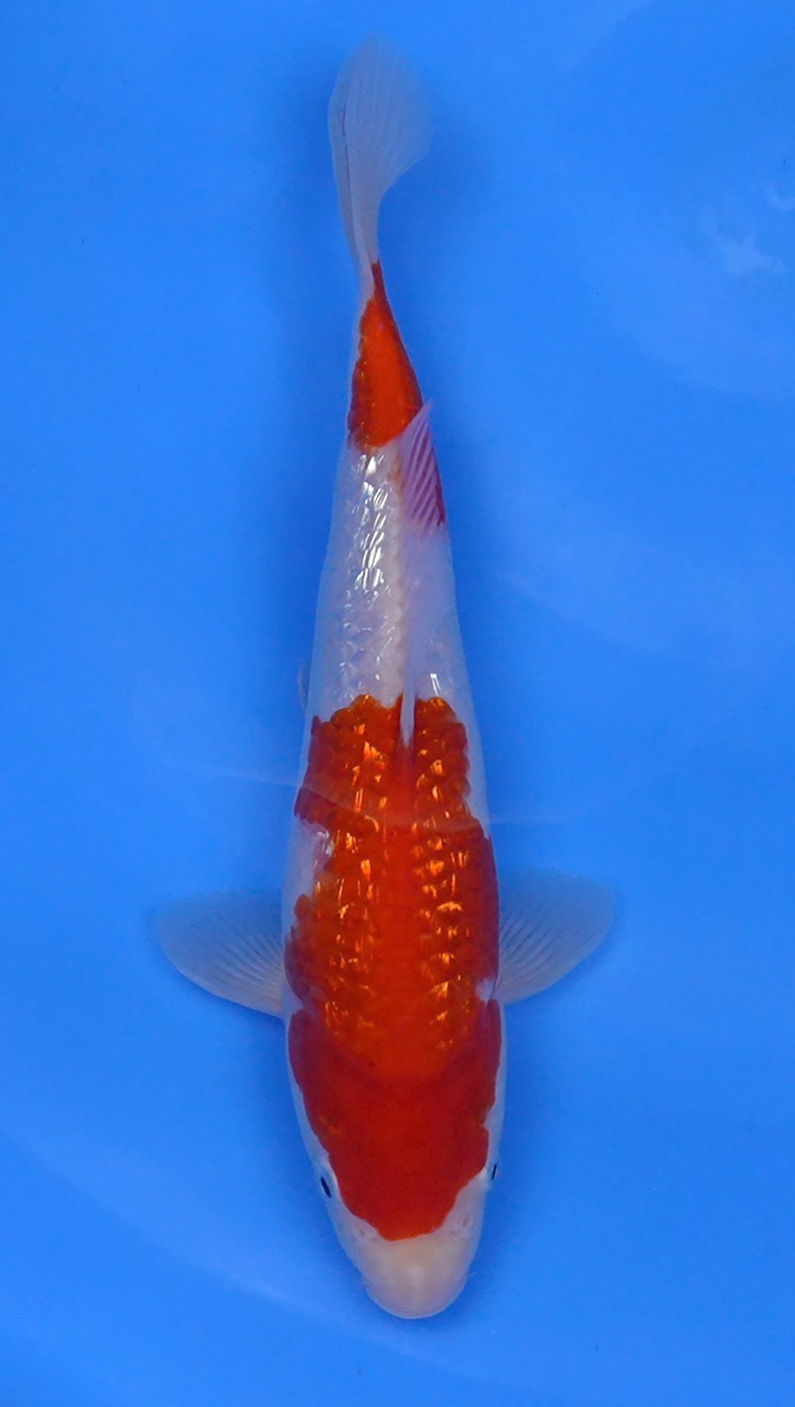 Gin Rin Kohaku 12 inch - 240058380