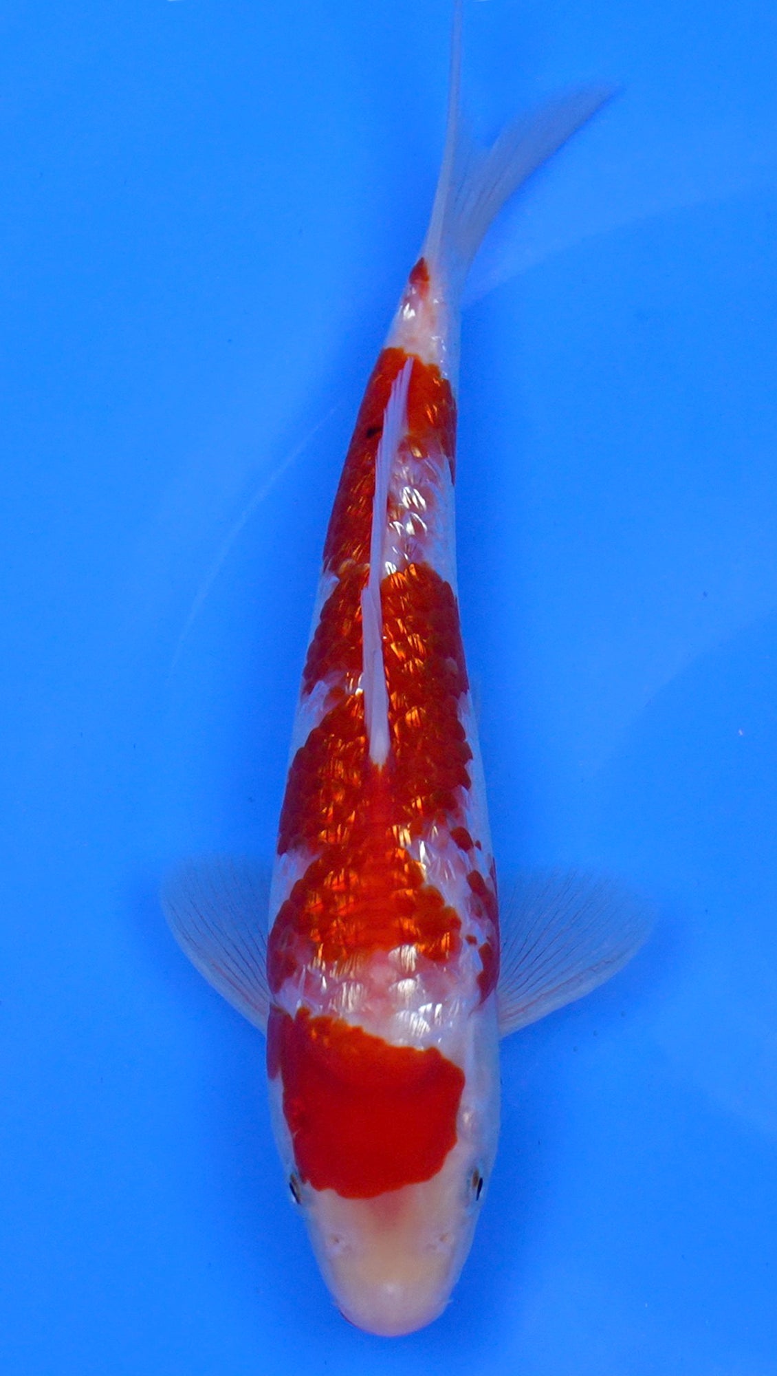 Gin Rin Kohaku 11 inch - 240058381