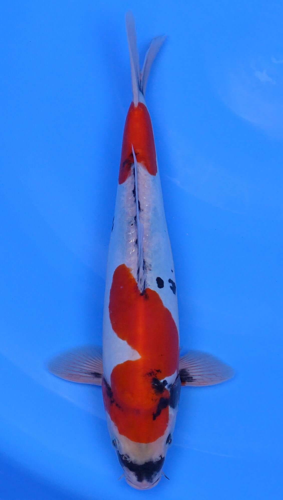 Doitsu Showa 14 inch - 240058382