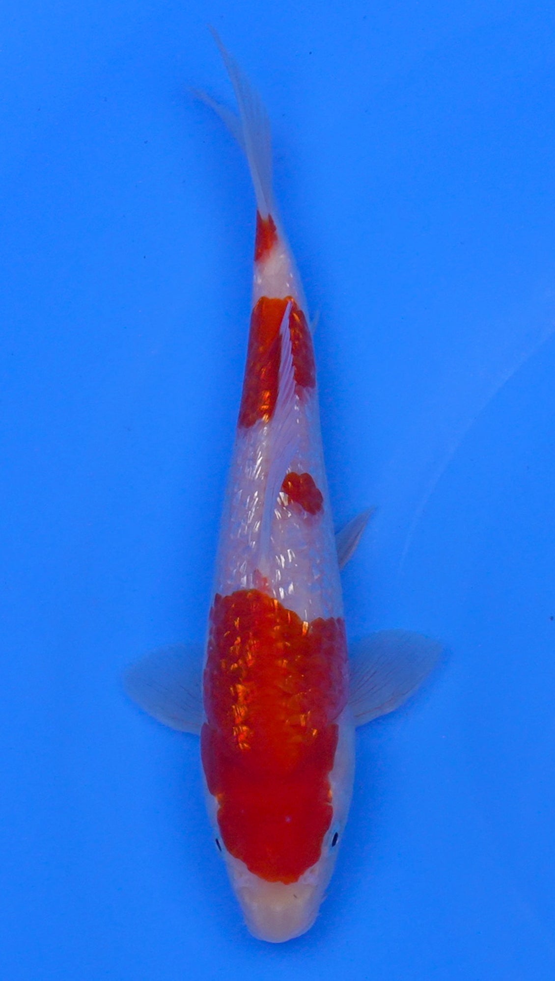 Gin Rin Kohaku 11 inch - 240058384