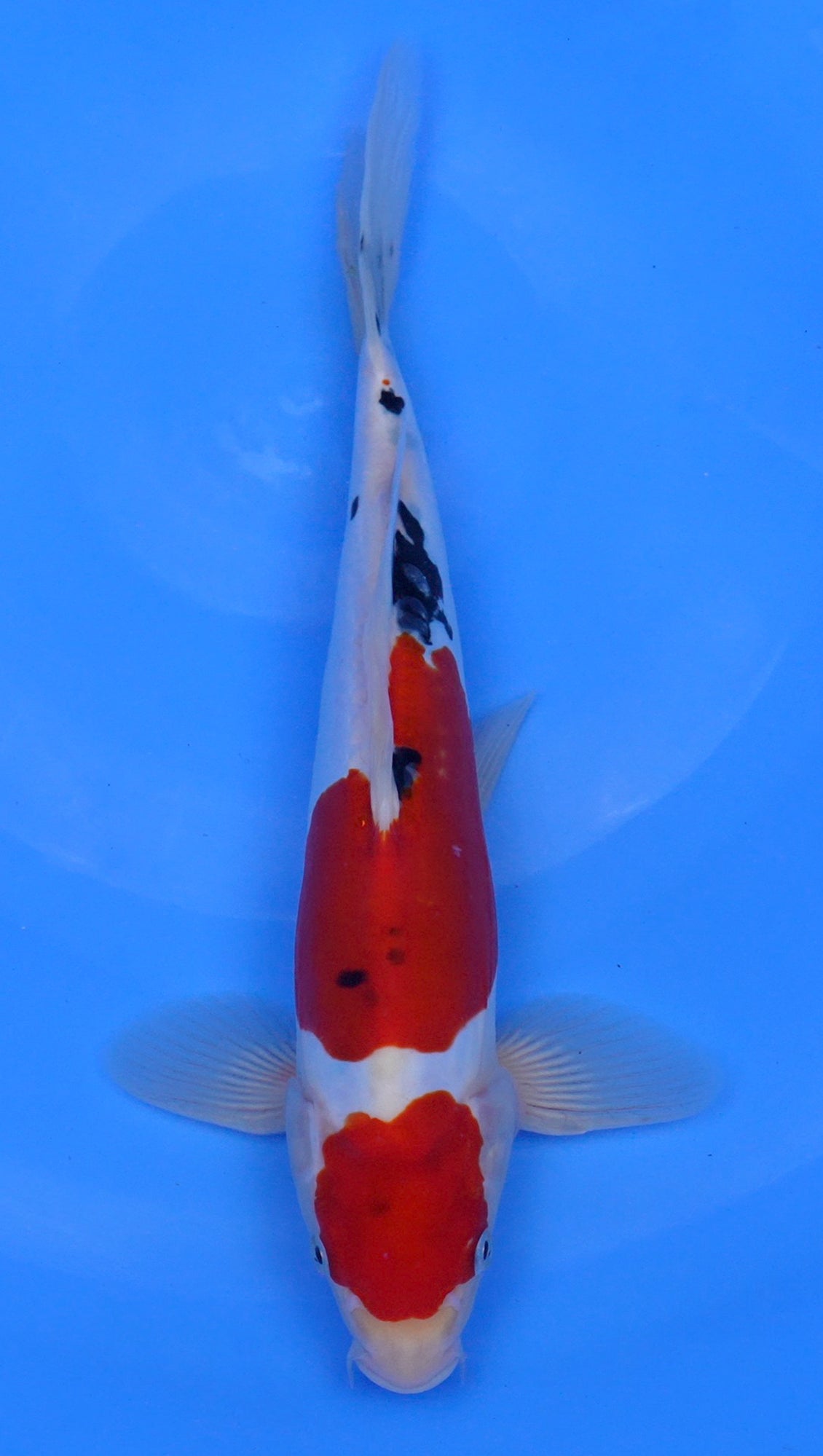 Doitsu Sanke 12 inch - 240058387