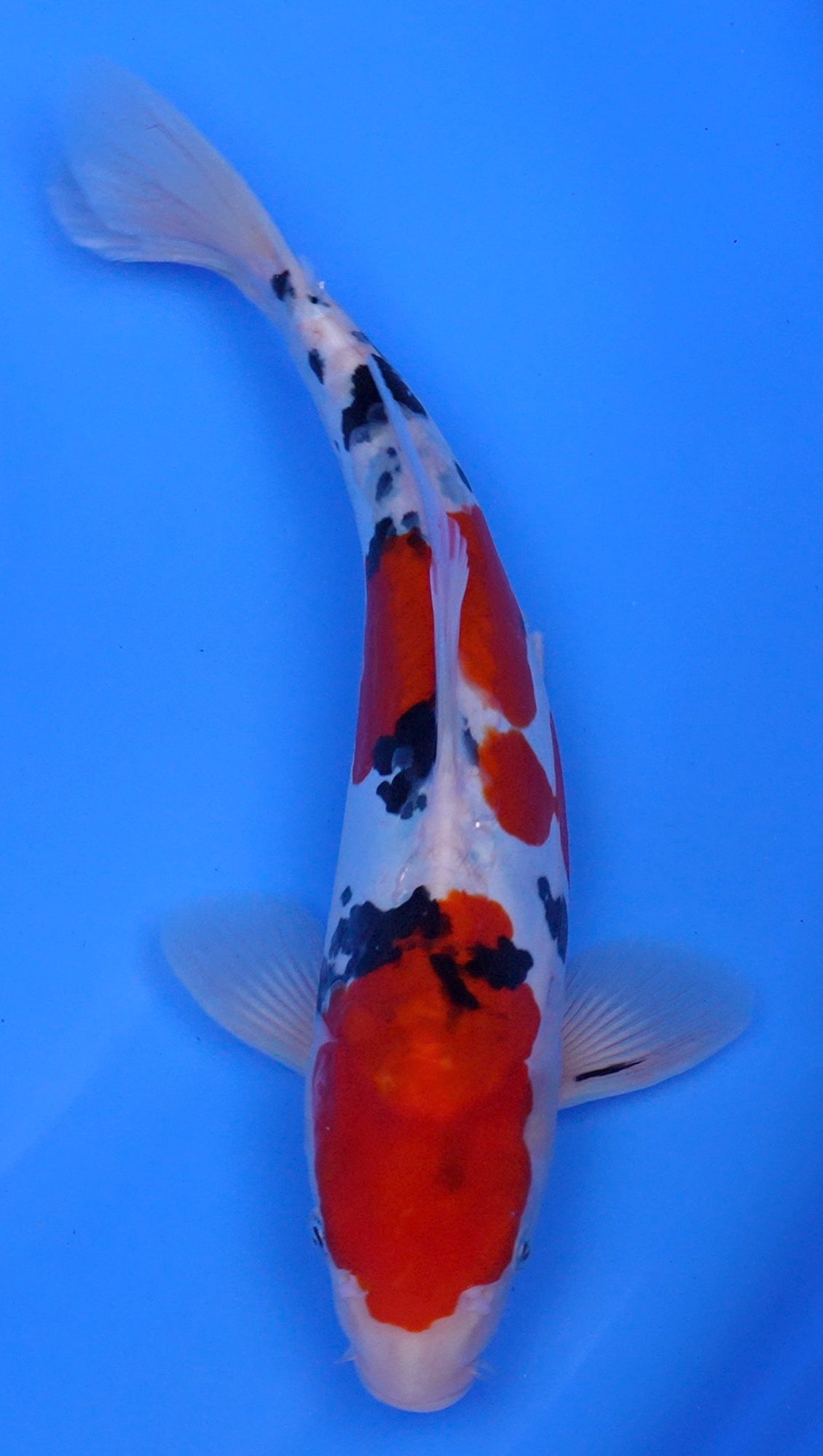 Doitsu Sanke 13 inch - 240058388