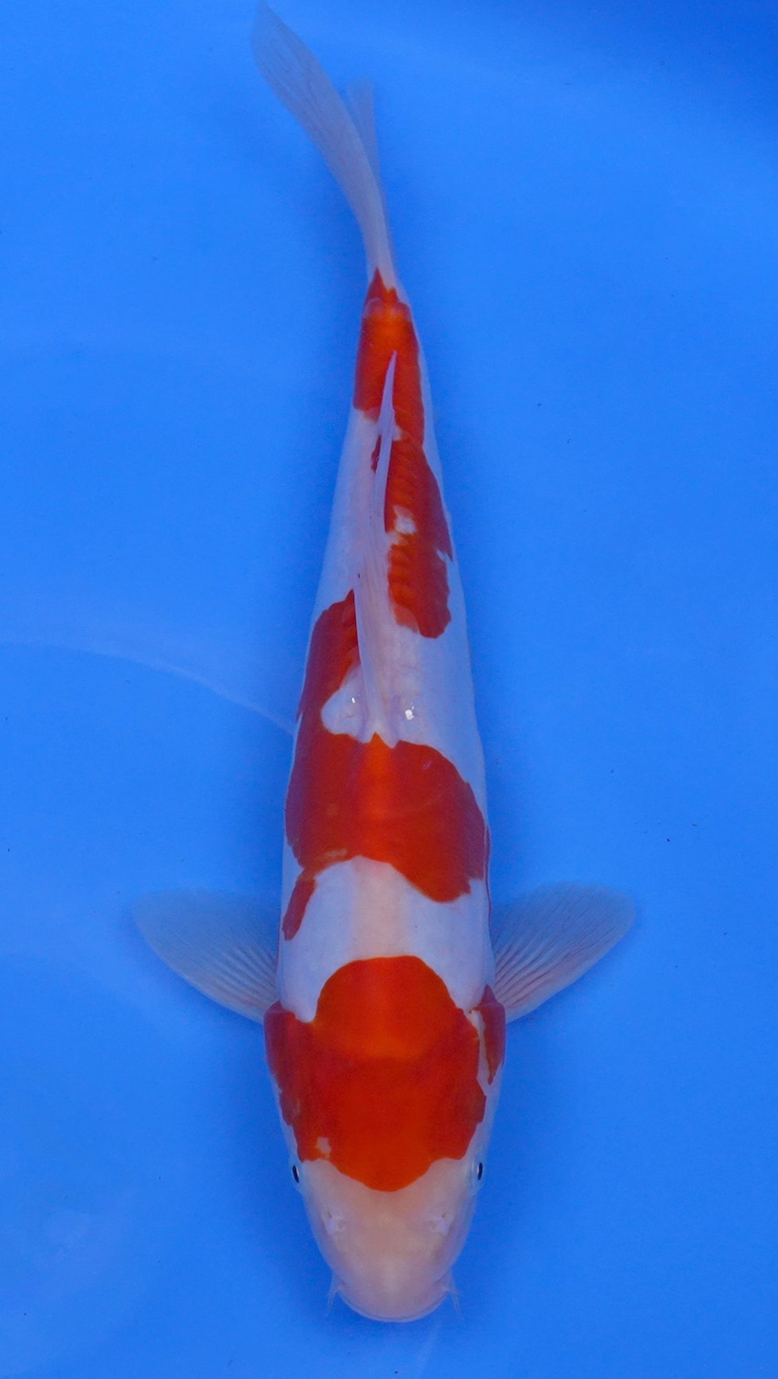 Doitsu Kohaku 14 inch - 240058389