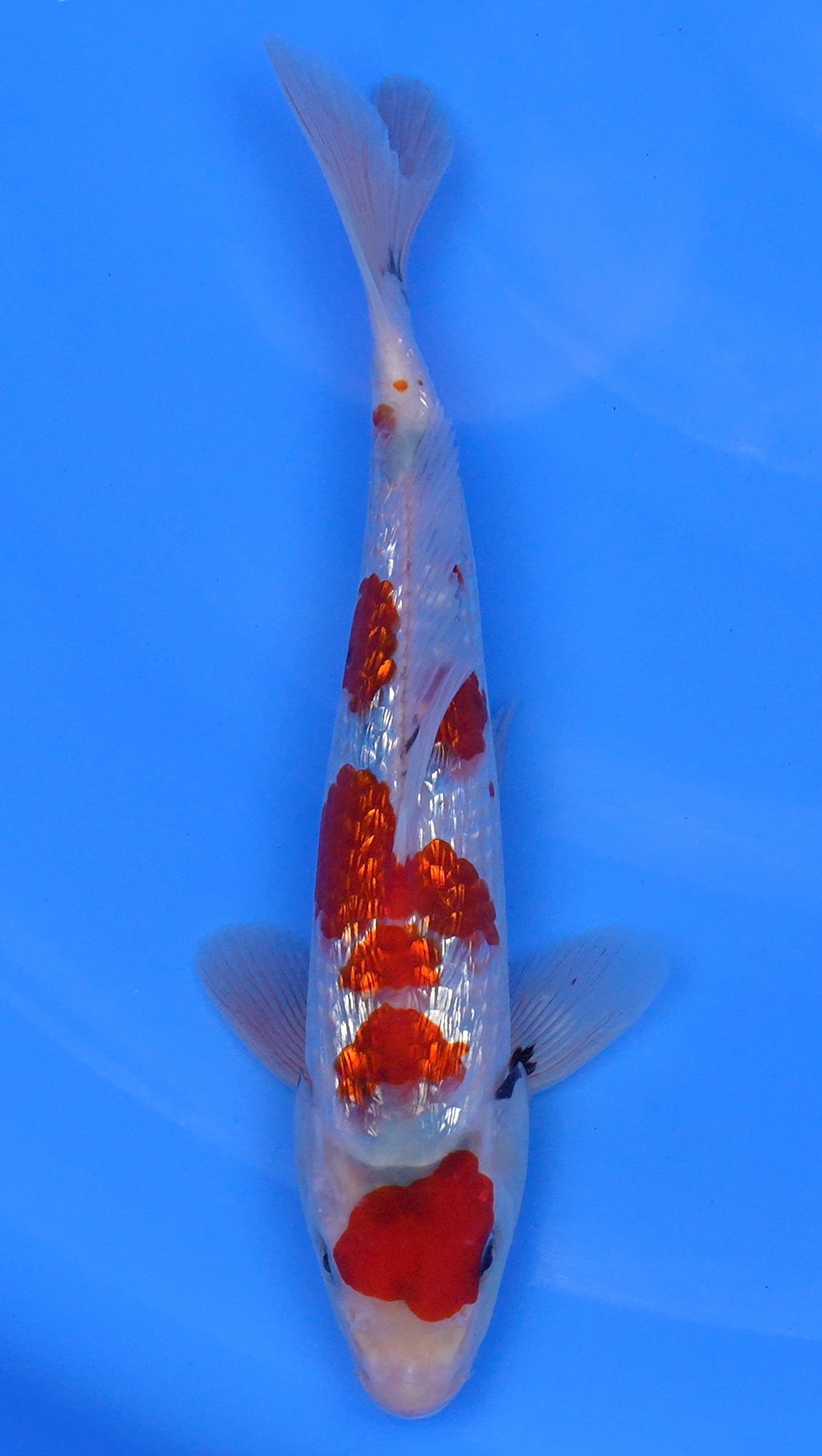 Gin Rin Showa 11 inch - 240058390