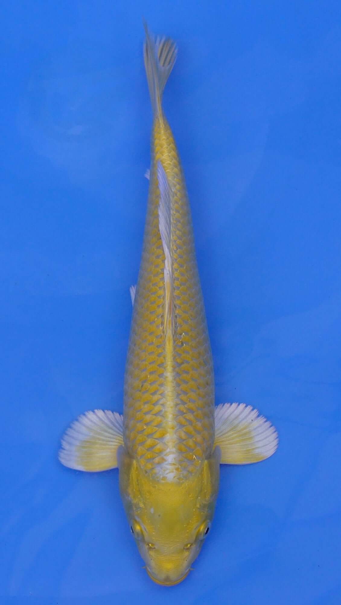 Yamabuki Ogon 13 inch - 240087335