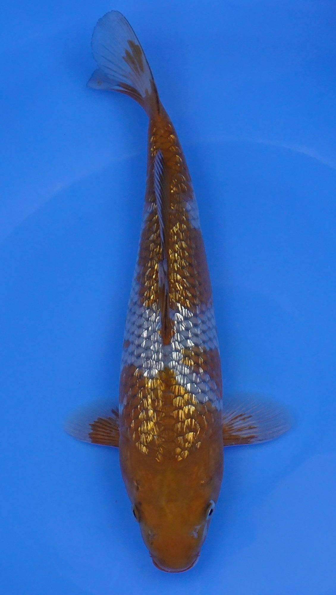 Gin Rin Ochiba 12 inch - 240087336