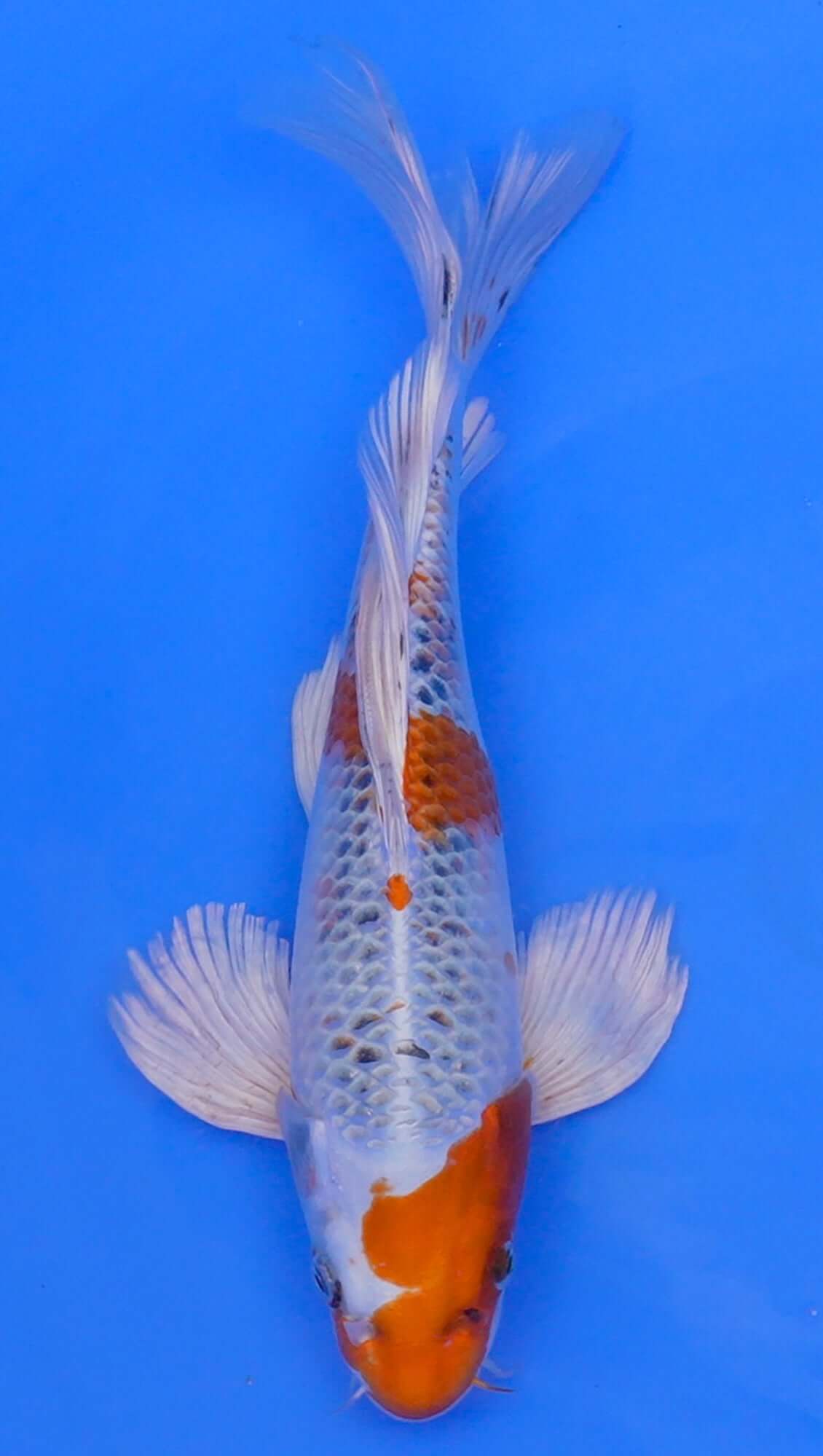 Long Fin Kujaku 14 inch - 240087339