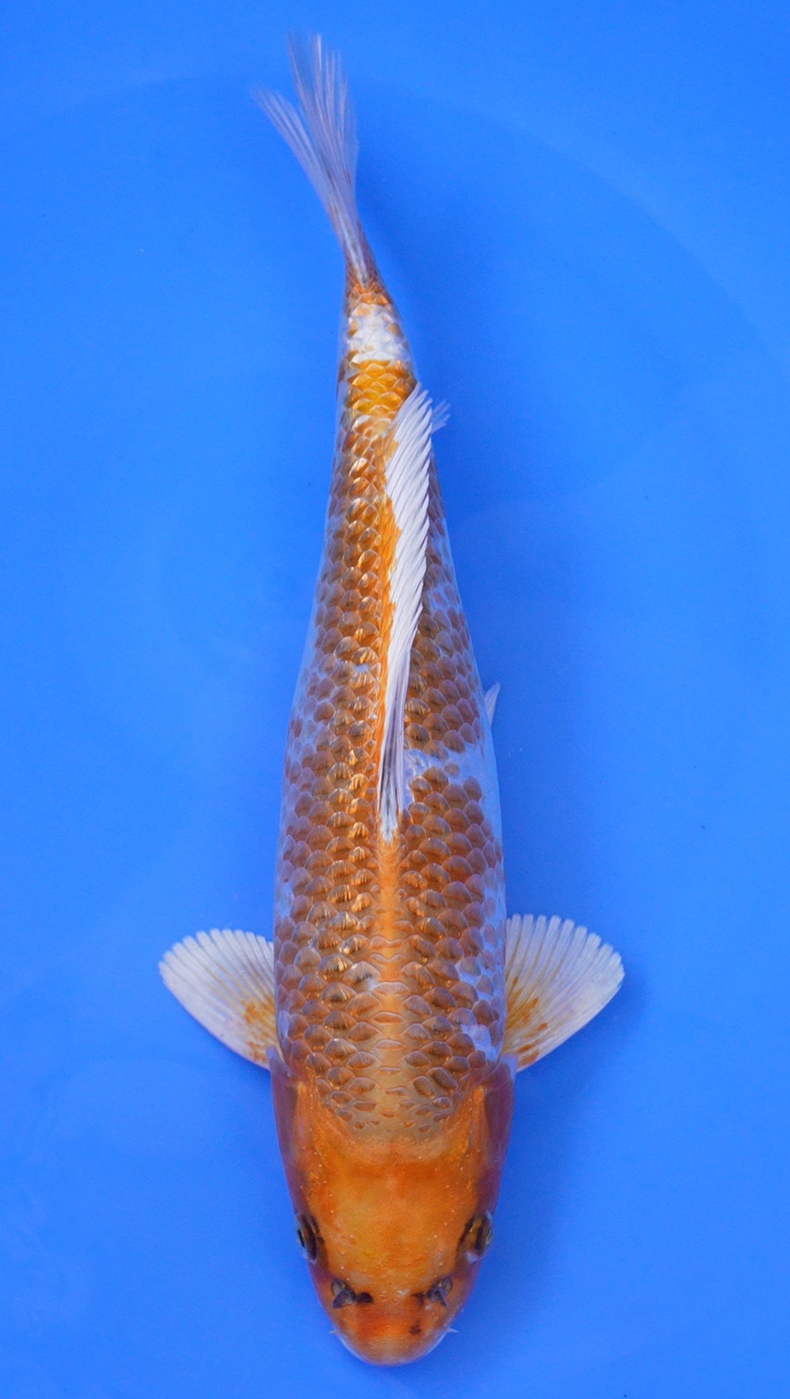 Gin Rin Kujaku 14 inch - 240087340