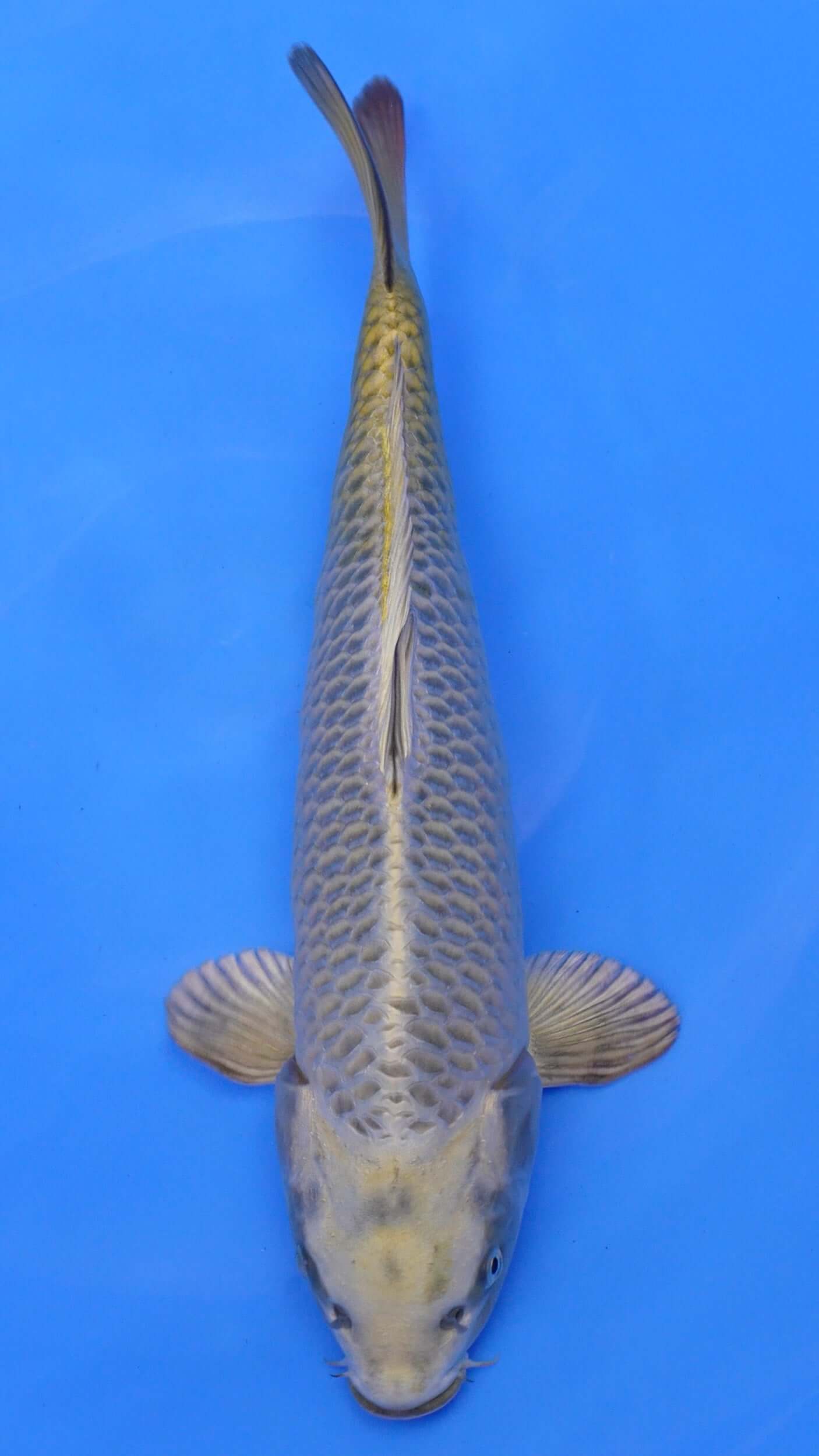 Mukashi Ogon 17 inches − 240087342