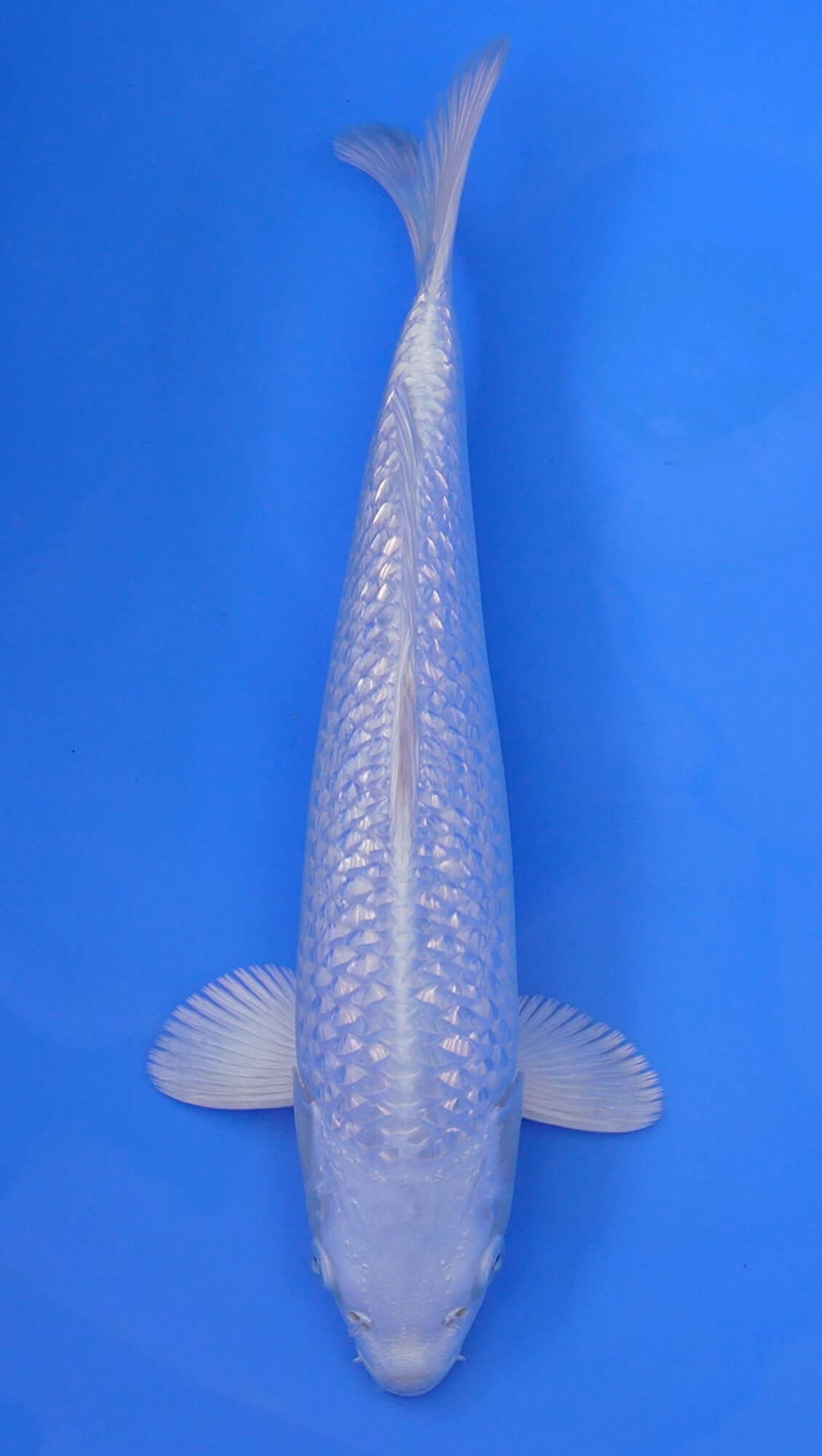 Gin Rin Platinum Ogon 14 inch - 240087343