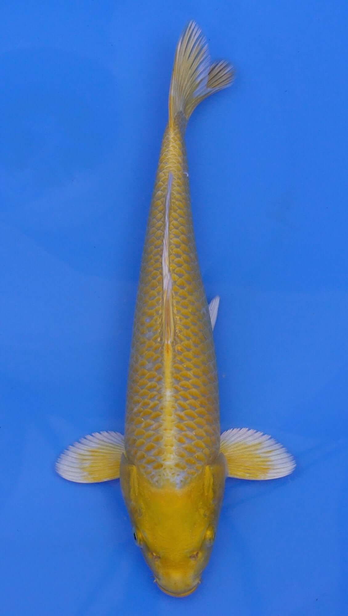 Yamabuki Ogon 13 inch - 240087344