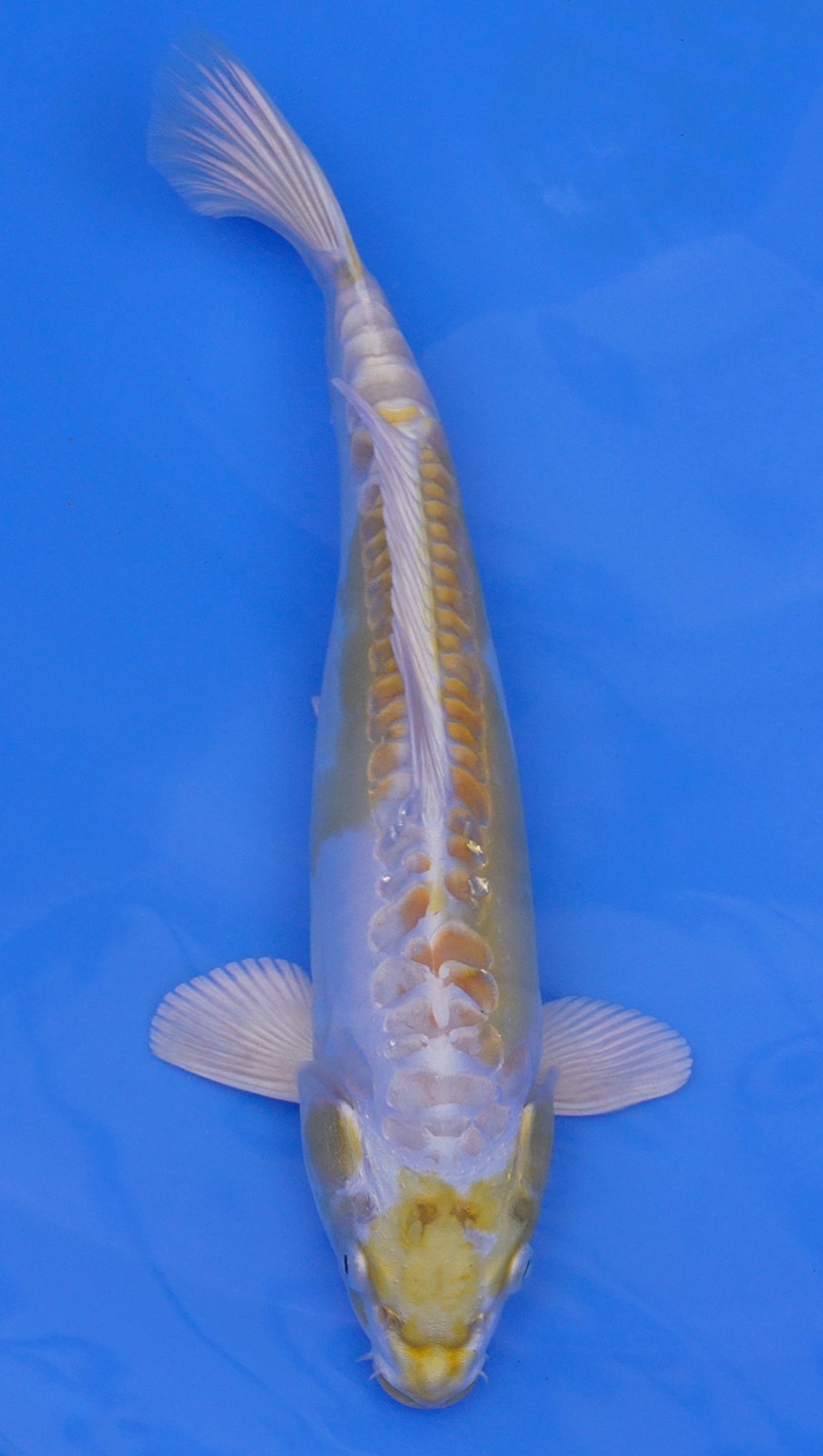 Doitsu Hariwake 13 inch - 240087345