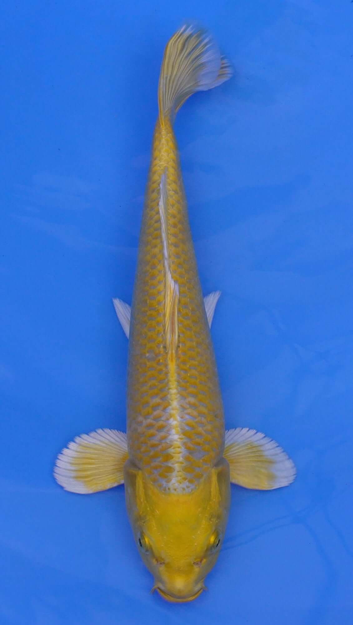 Yamabuki Ogon 12 inch - 240087348
