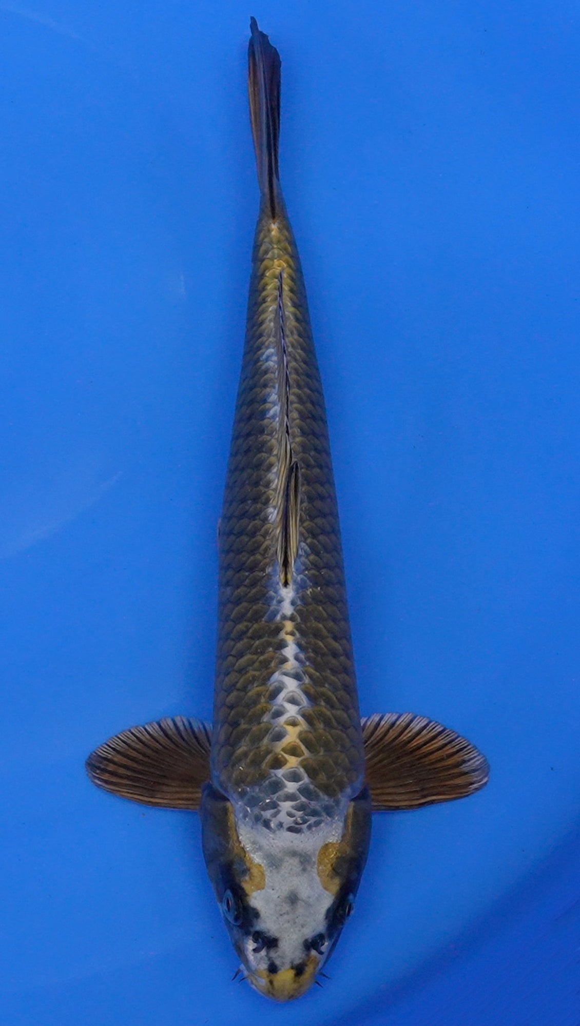 Metallic Ochiba 17 inch - 240112349