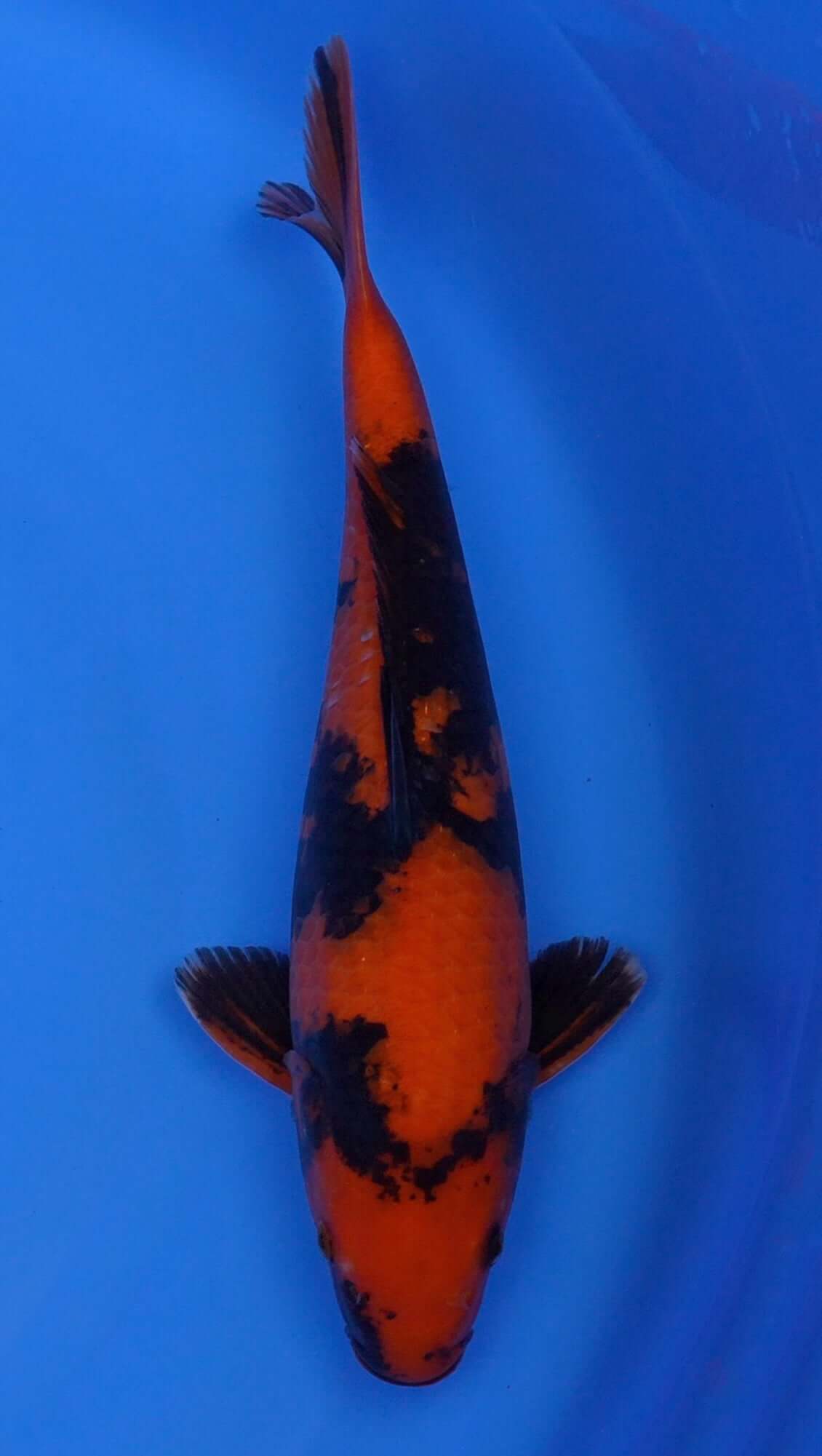 Hi Utsuri 16 inch - 240112350