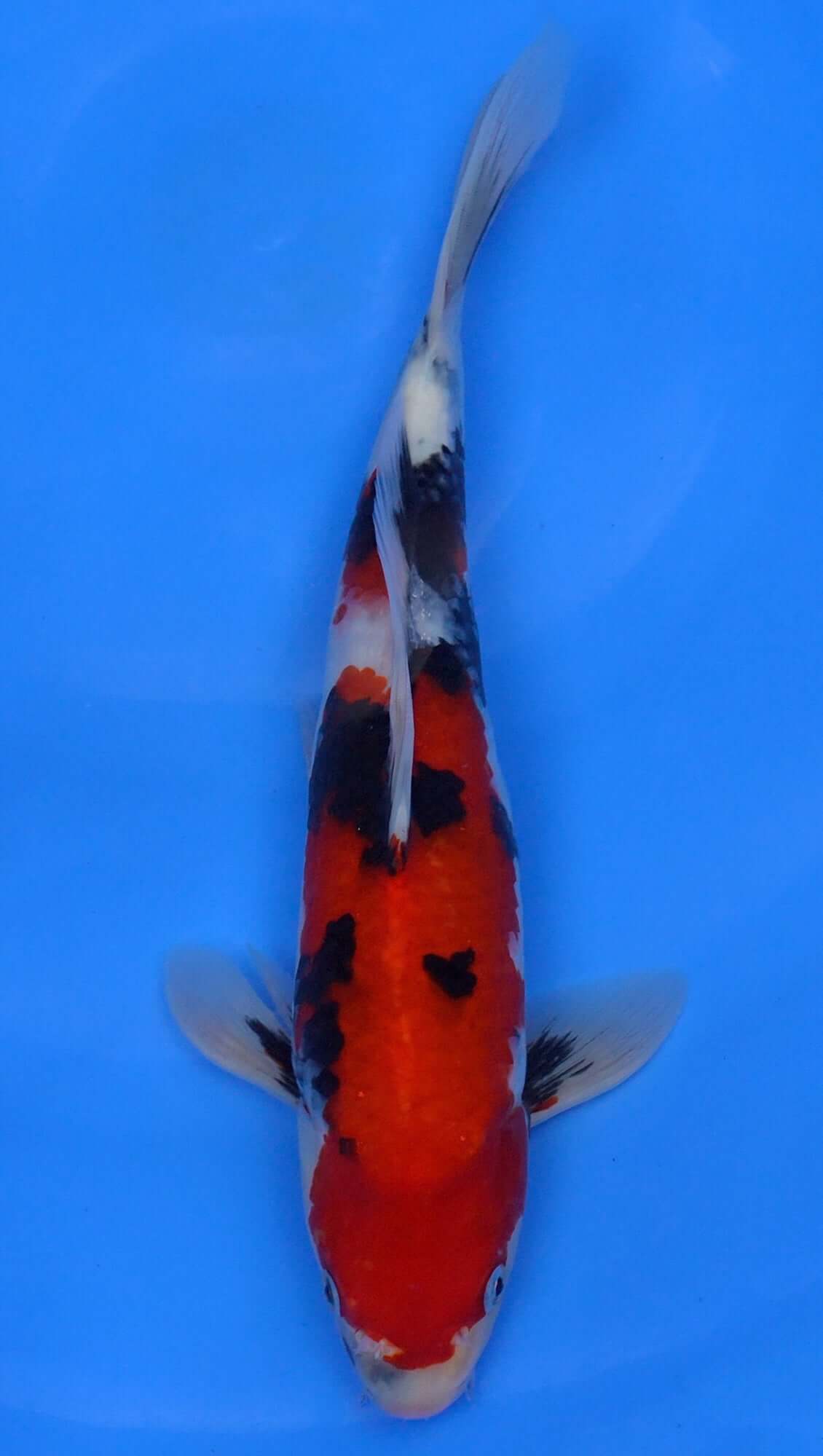 Showa 13 inch - 240112351