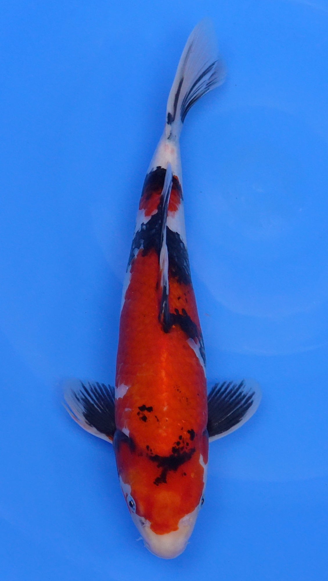 Showa 15 inch - 240112352