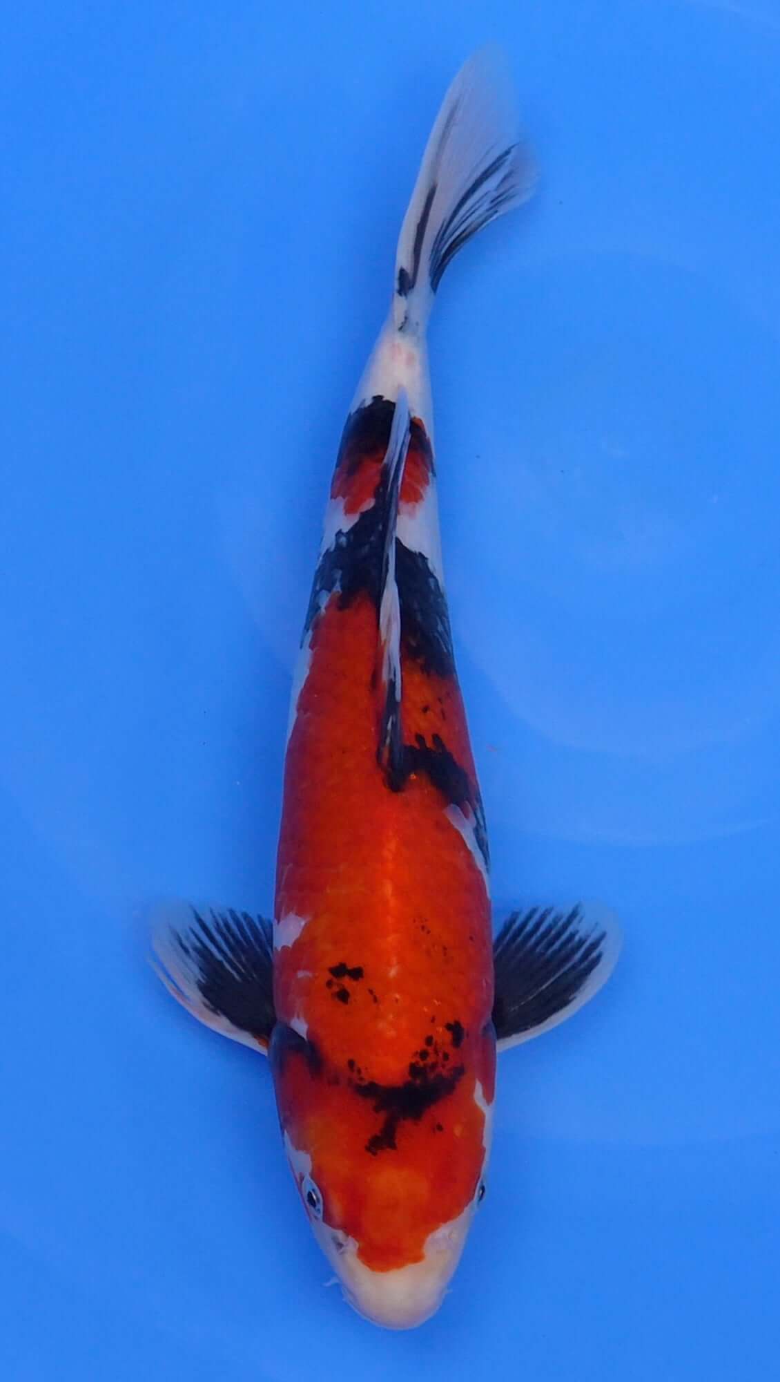 Showa 15 inch - 240112352