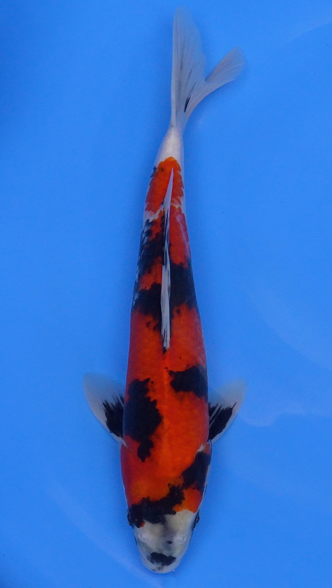 Showa 15 inch - 240112353