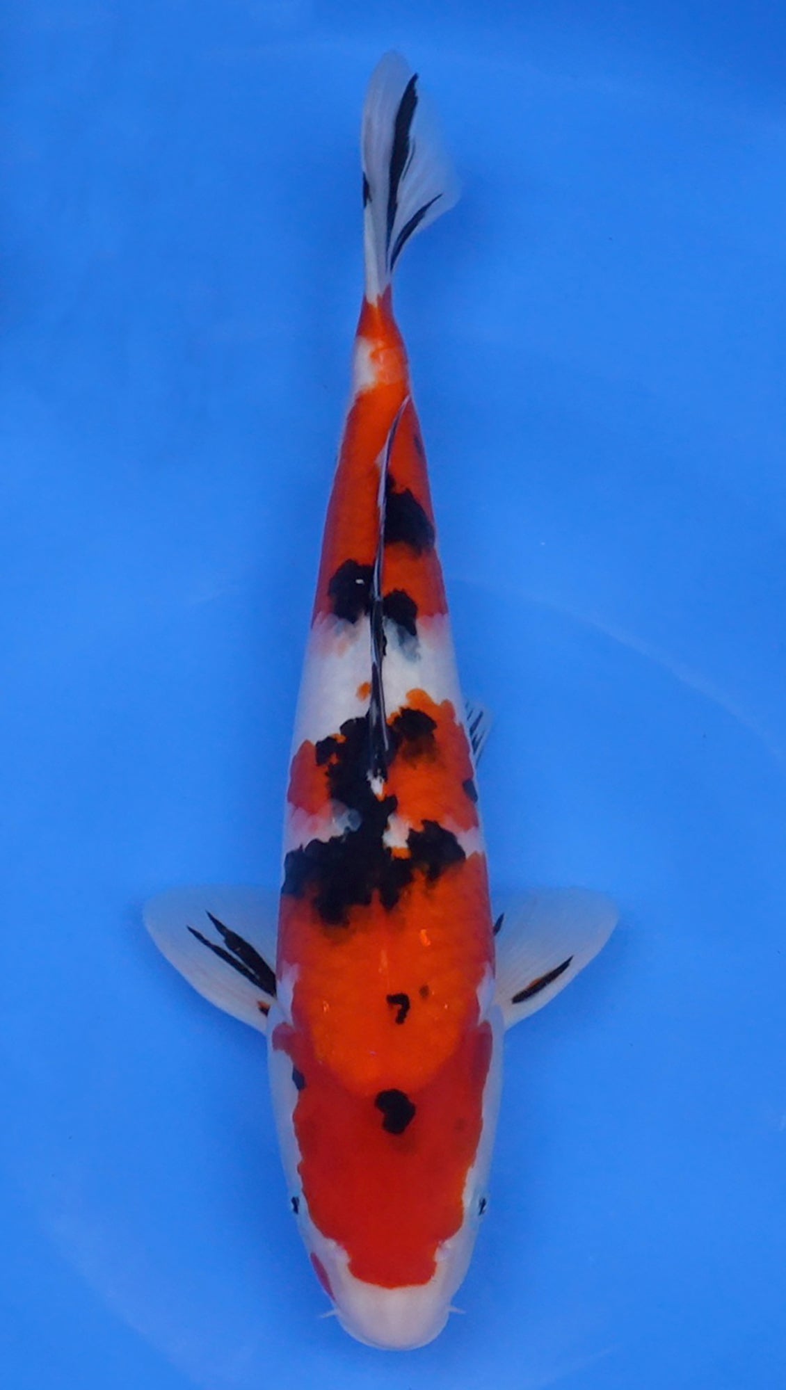 Sanke 16 inch - 240112354