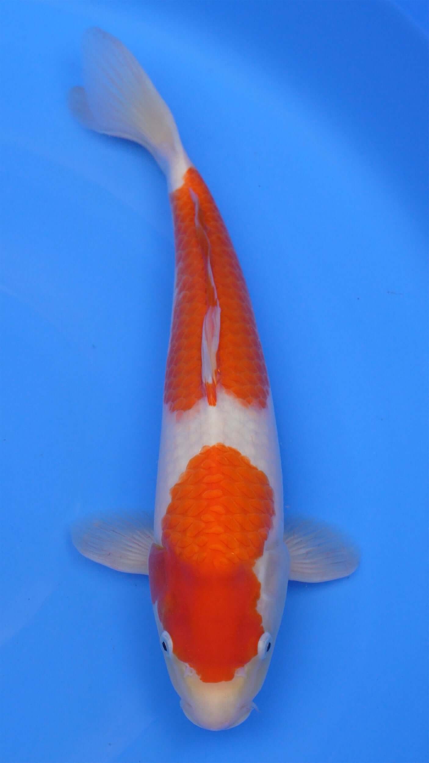 Kohaku 18 inches − 240112356