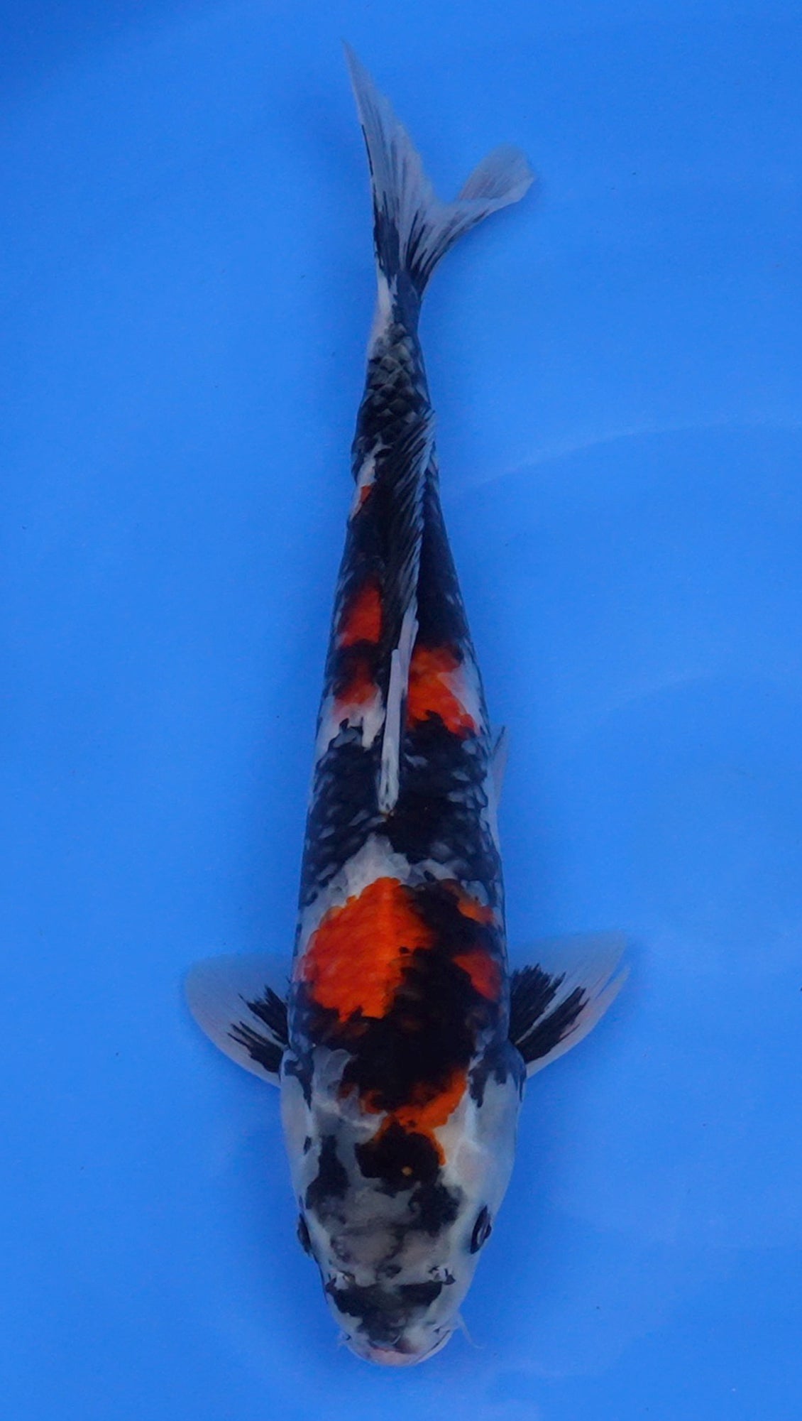 Showa 17 inch - 240112357