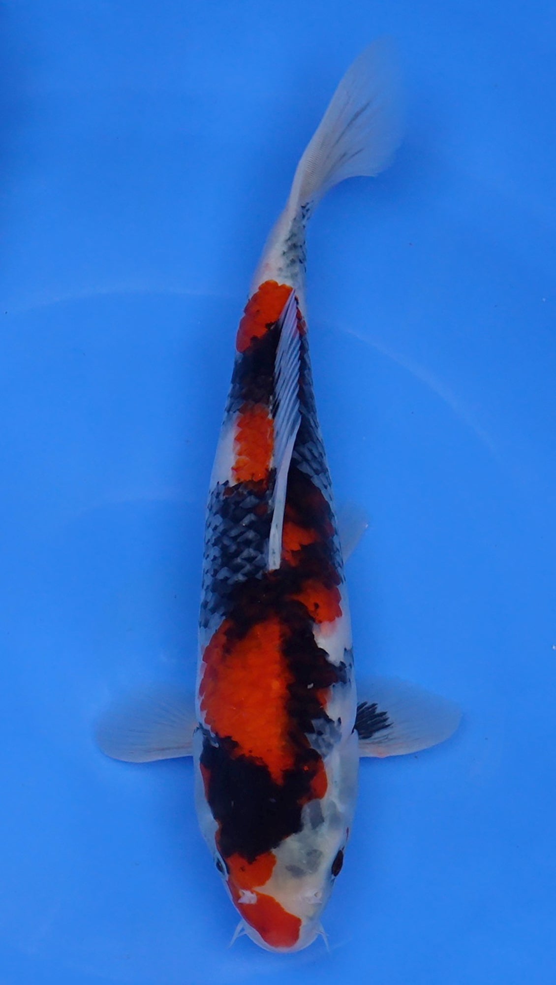 Showa 14 inch - 240112358