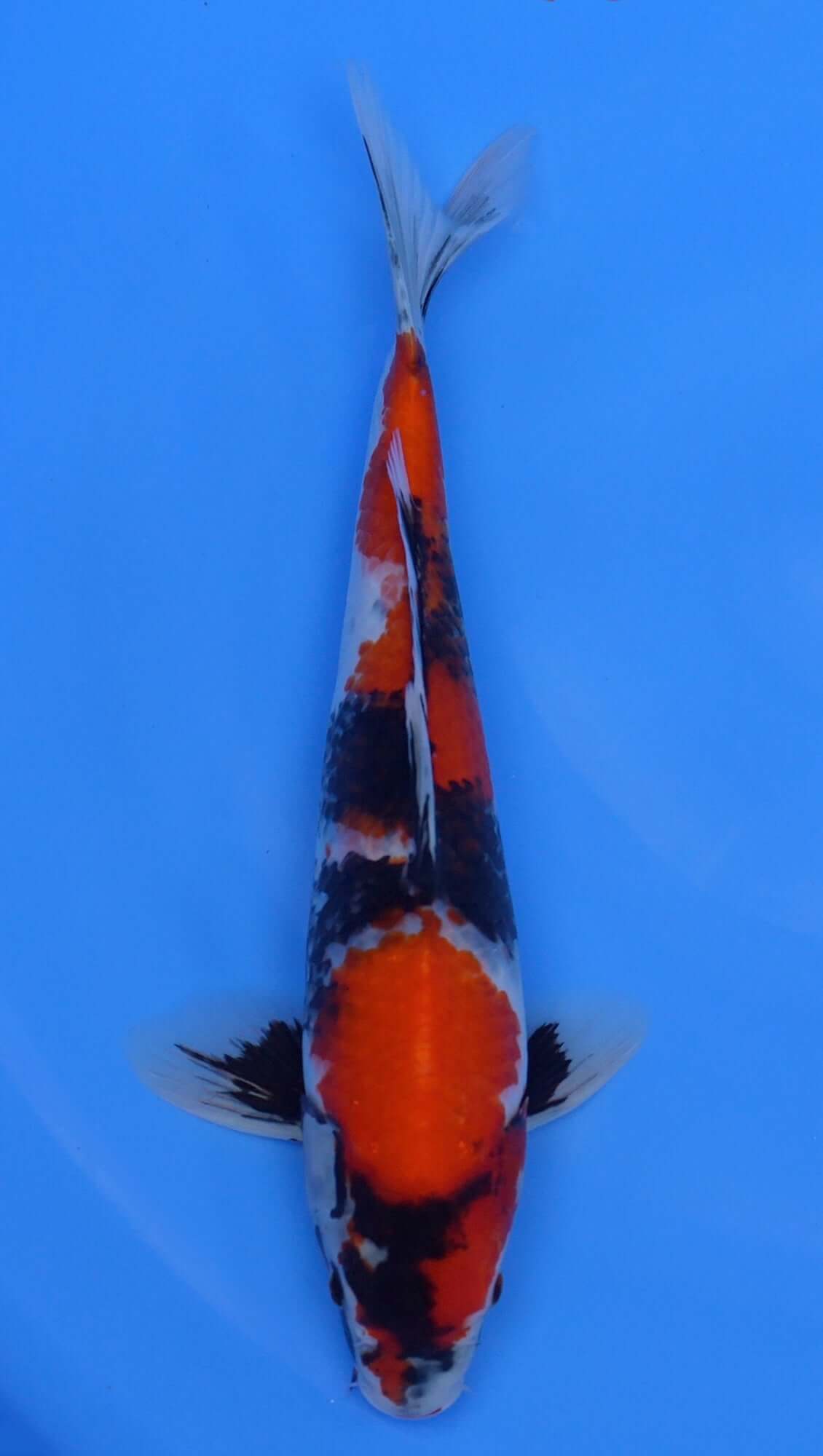 Showa 15 inch - 240112359