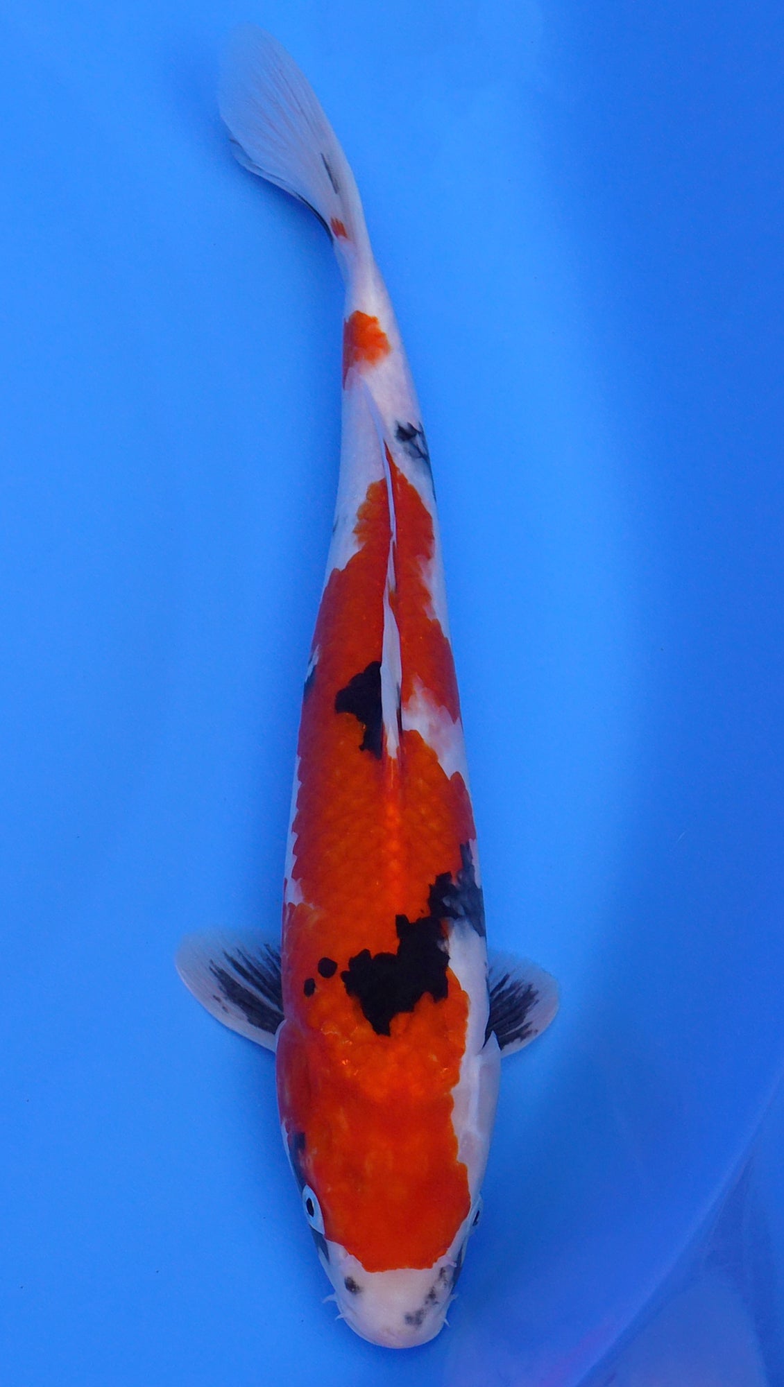 Showa 16 inch - 240112360