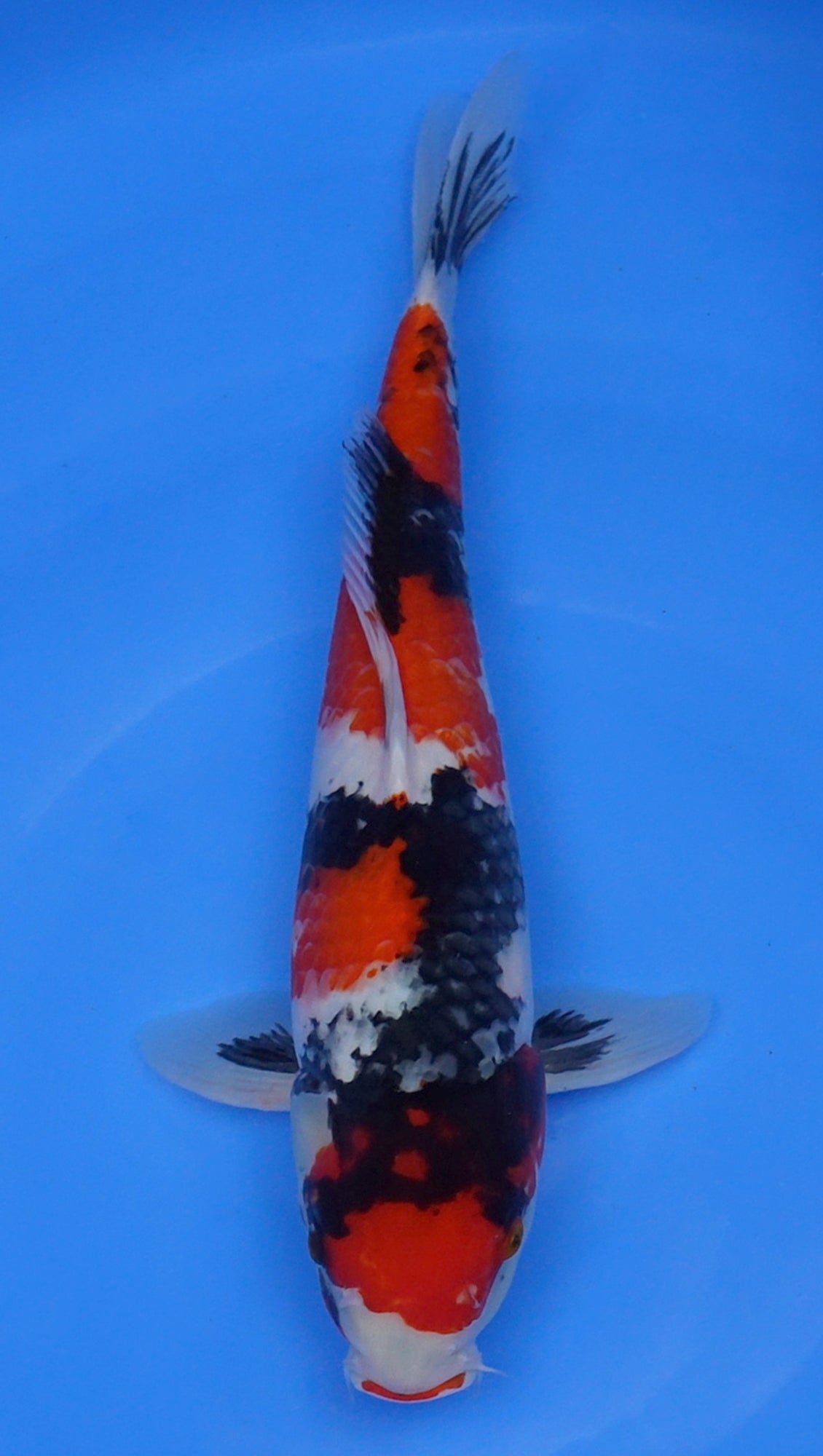 Showa 16 inch - 240112368