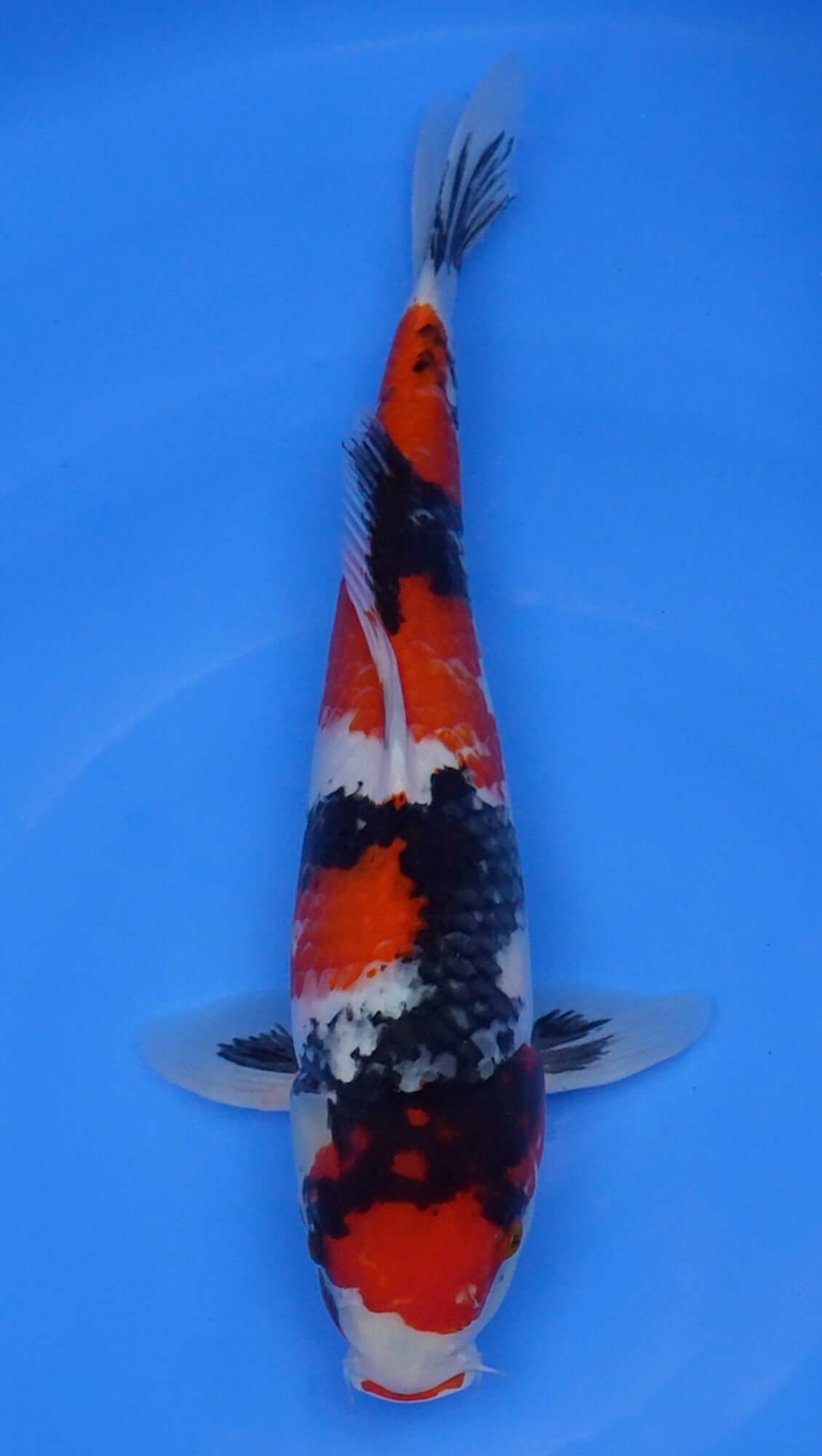 Showa 16 inch - 240112368