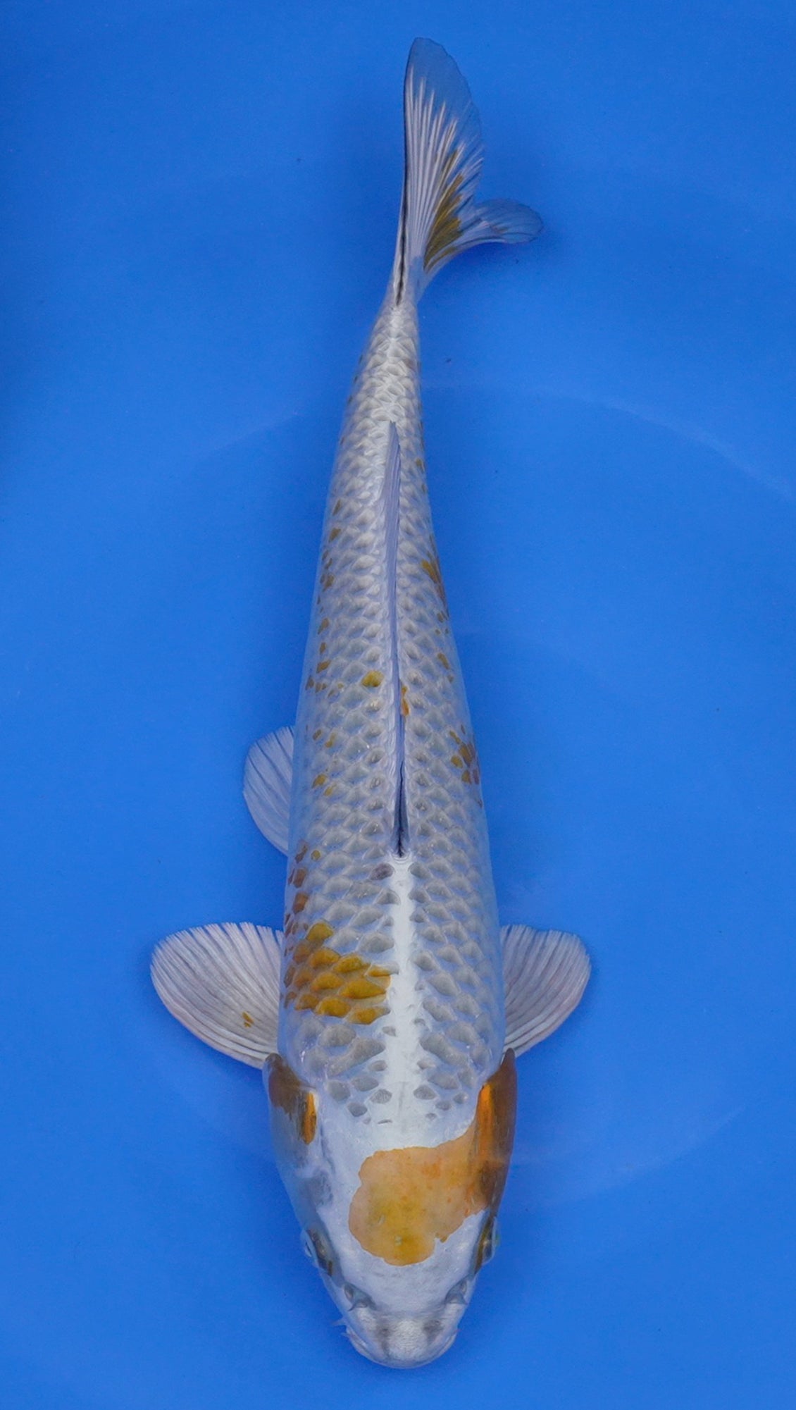 Hariwake 16 inch - 240112370