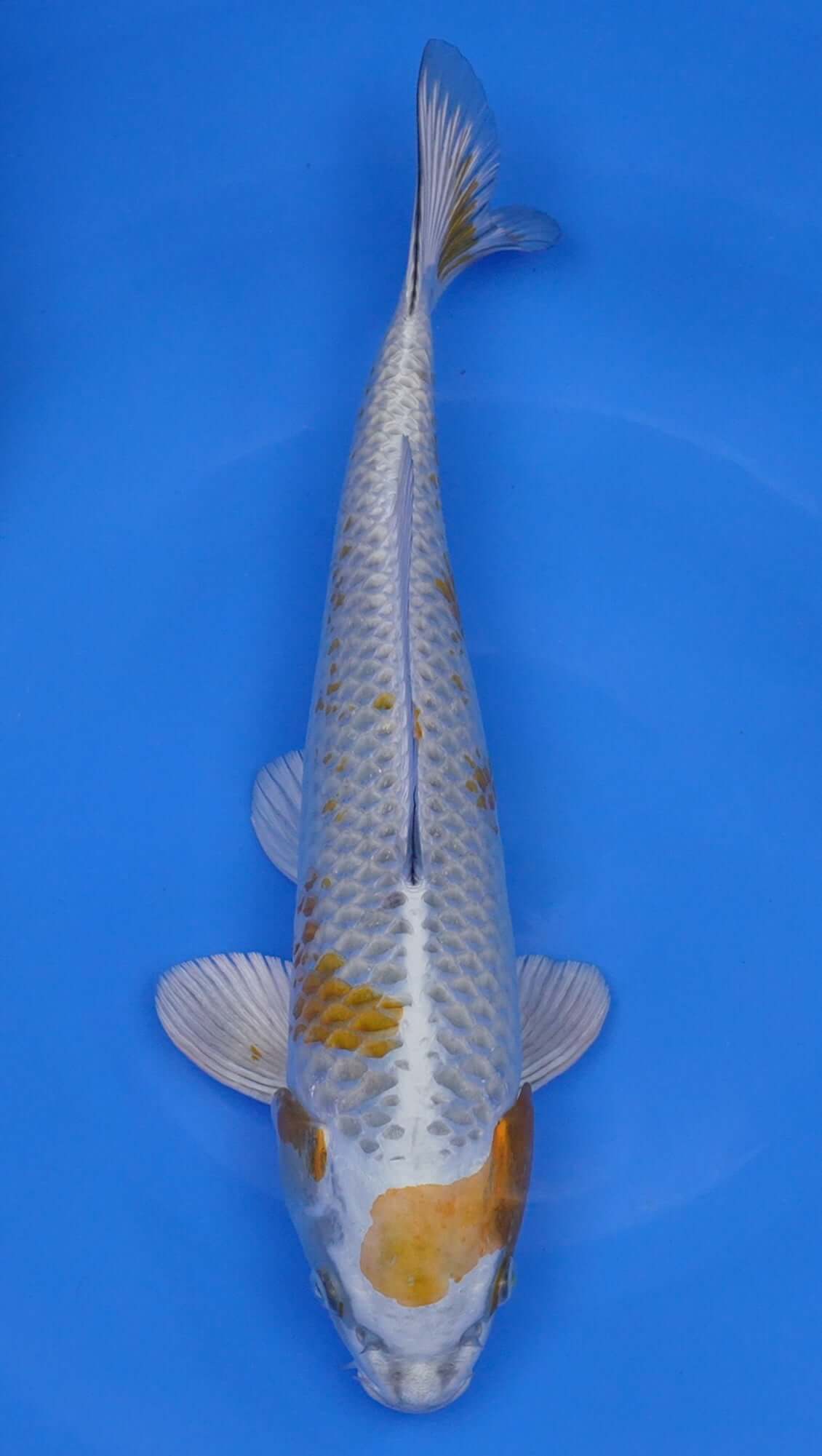 Hariwake 16 inch - 240112370