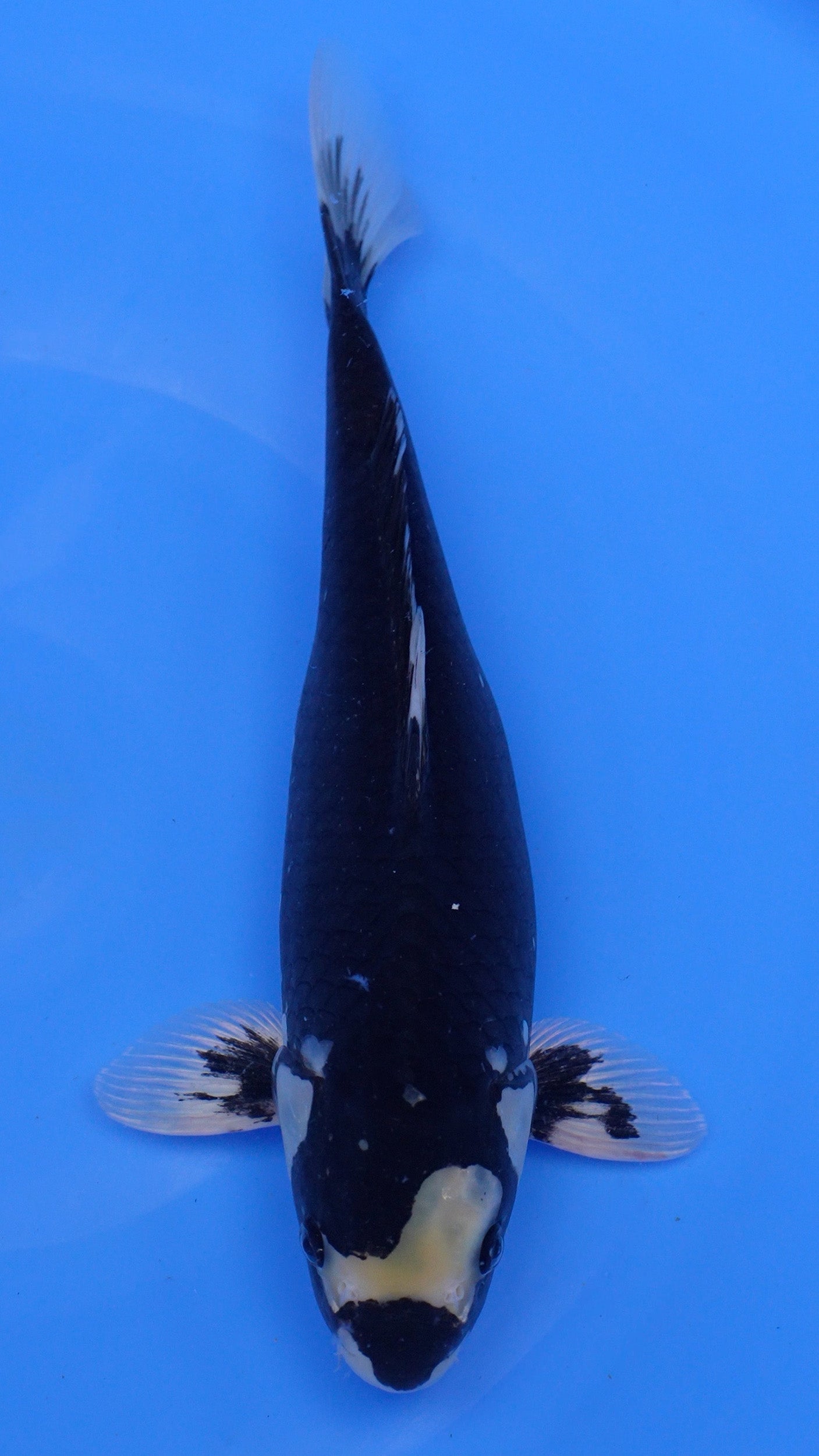 Hajiro 15 inches − 240114302