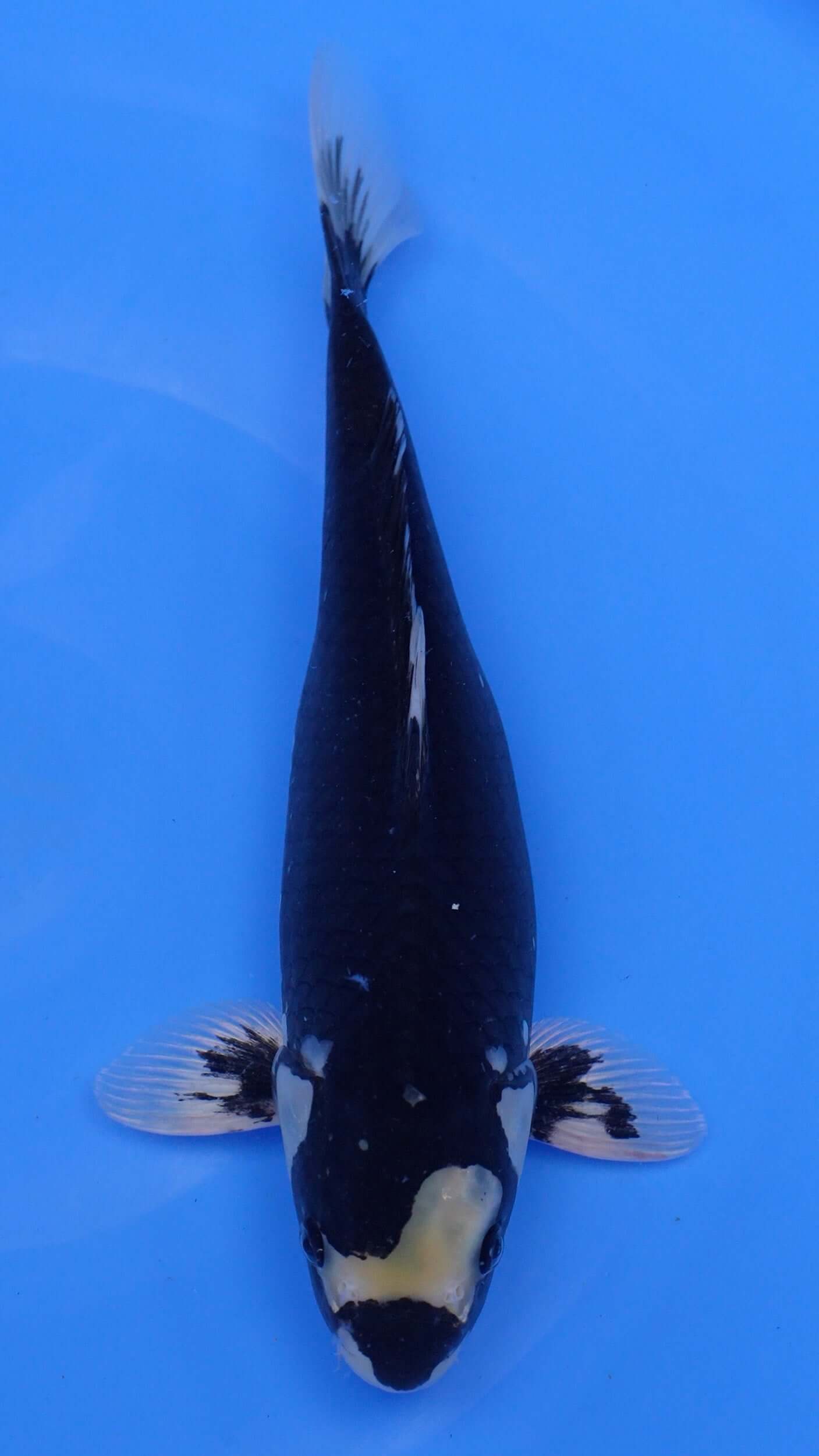 Hajiro 15 inches − 240114302