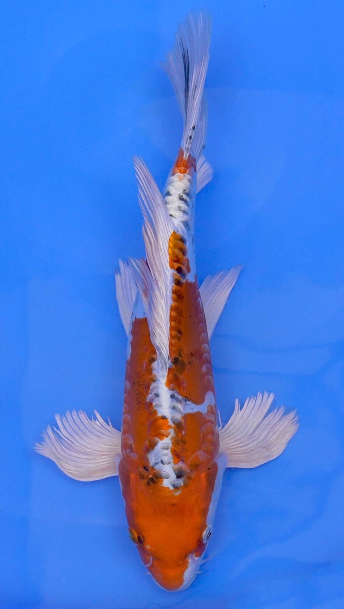 Long Fin Doitsu Kujaku 15 inch - 240114304