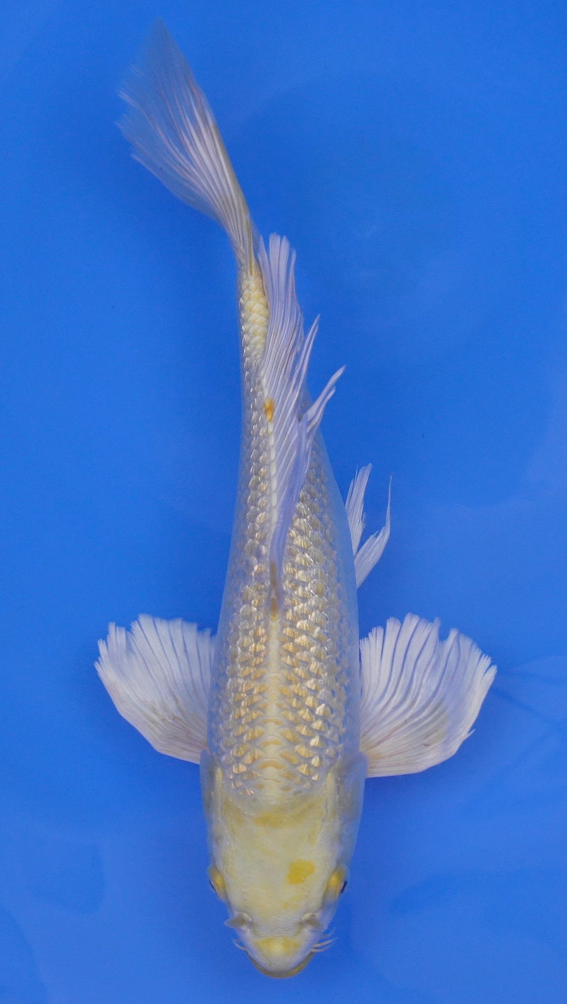 Long Fin Gin Rin Yamabuki Ogon 13 inch - 240114305