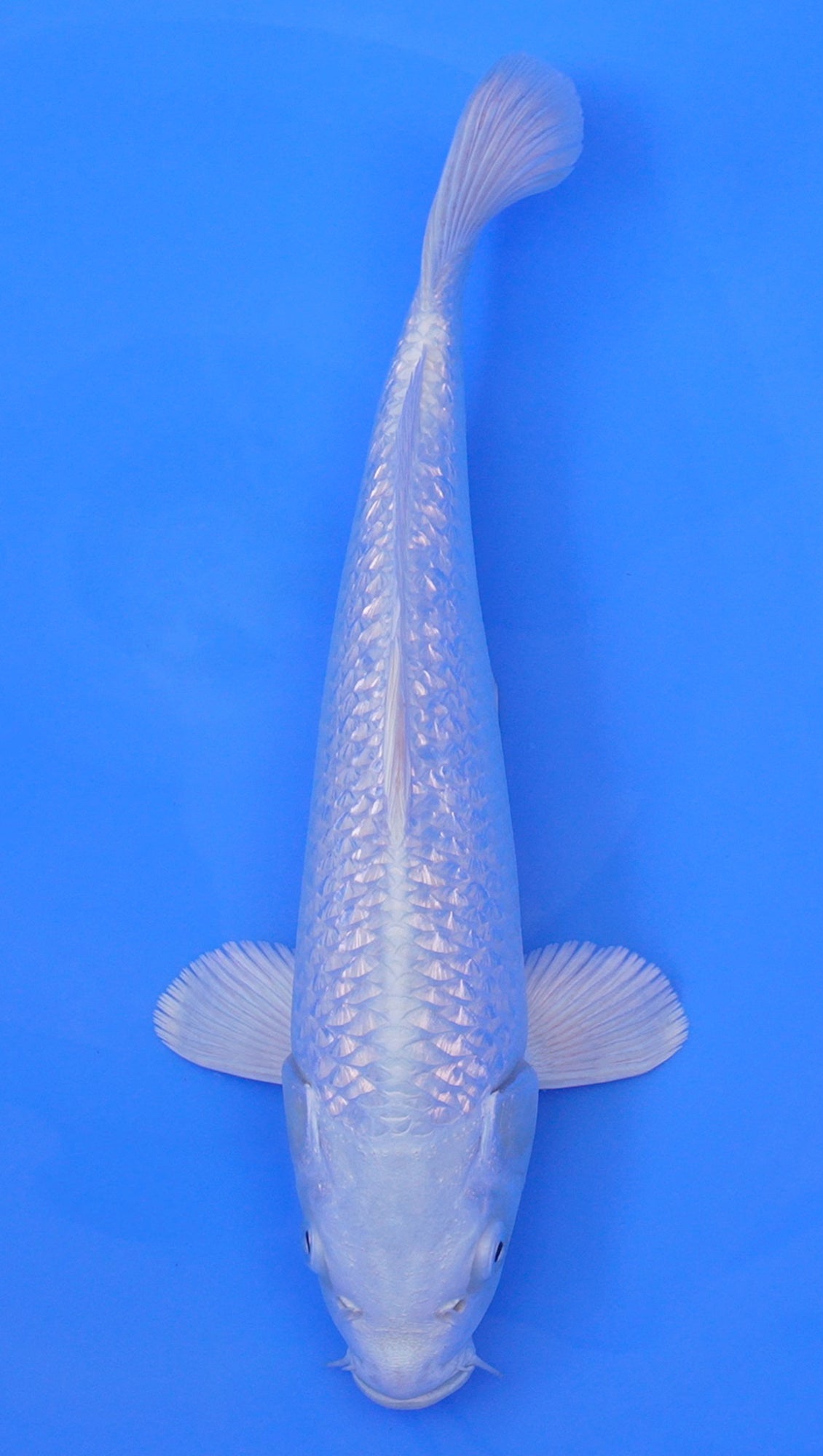 Gin Rin Platinum Ogon 13 inch - 240114307