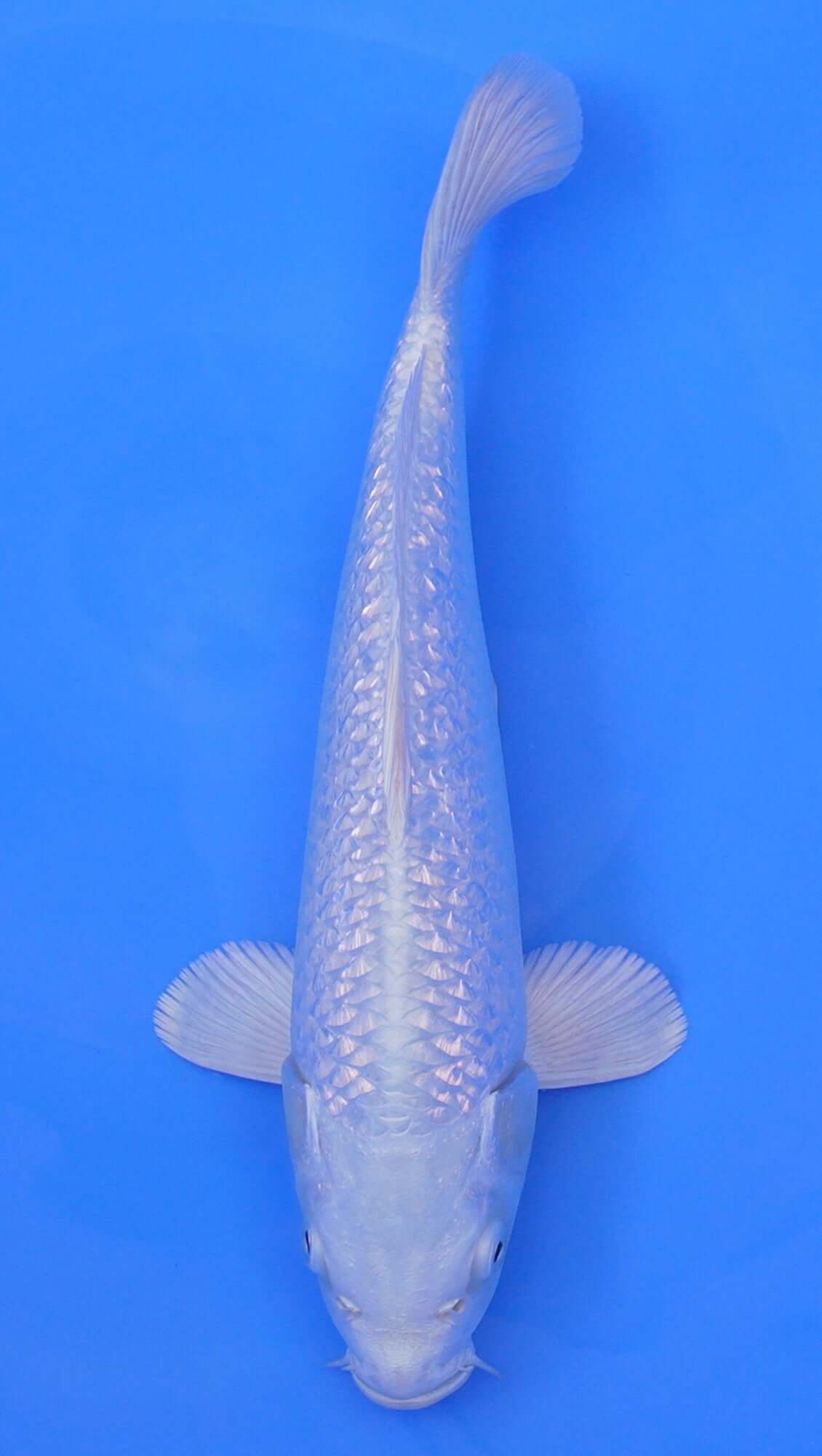 Gin Rin Platinum Ogon 13 inch - 240114307