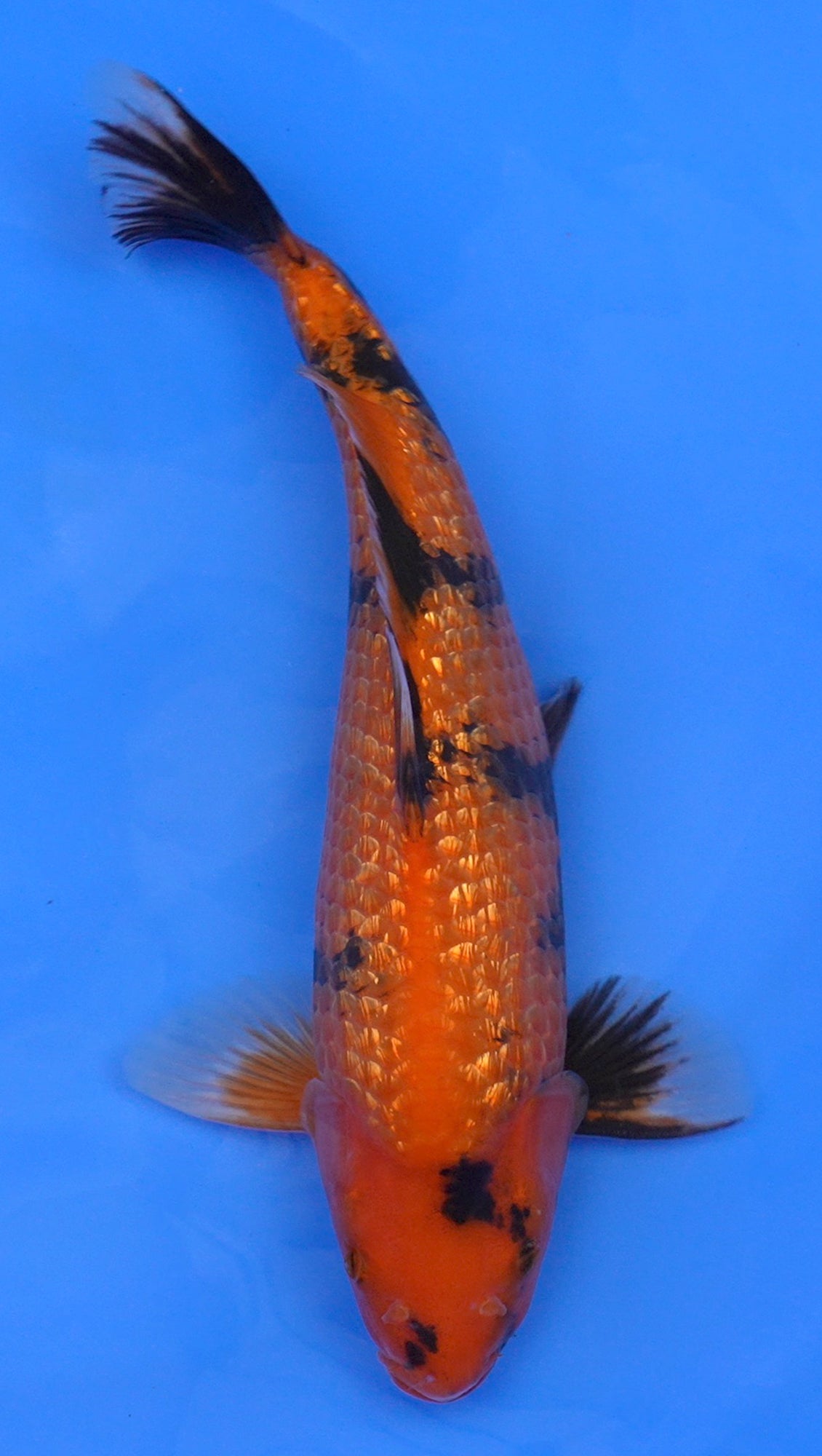 Gin Rin Hi Utsuri 14 inch - 240114308