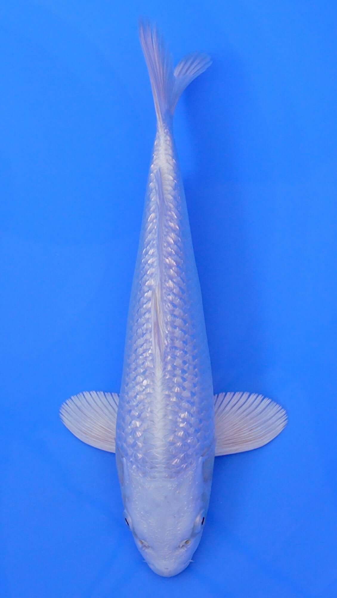 Gin Rin Platinum Ogon 13 inch - 240114309