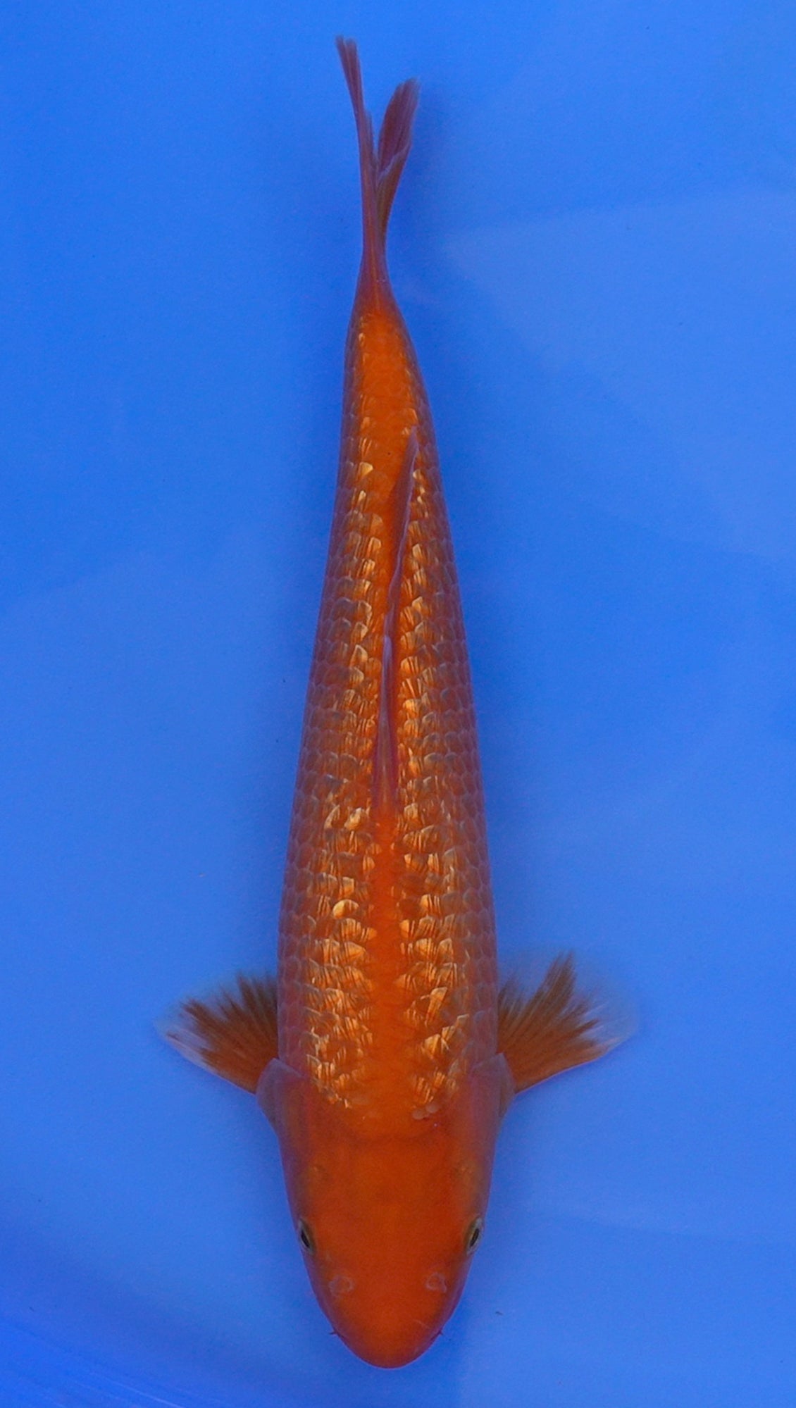 Gin Rin Benigoi 13 inch - 240114310