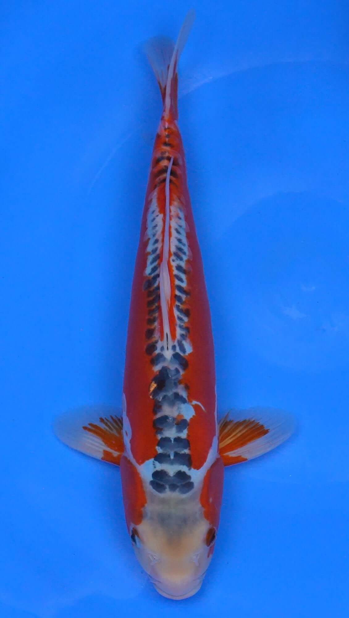 Shusui 14 inch - 240114312