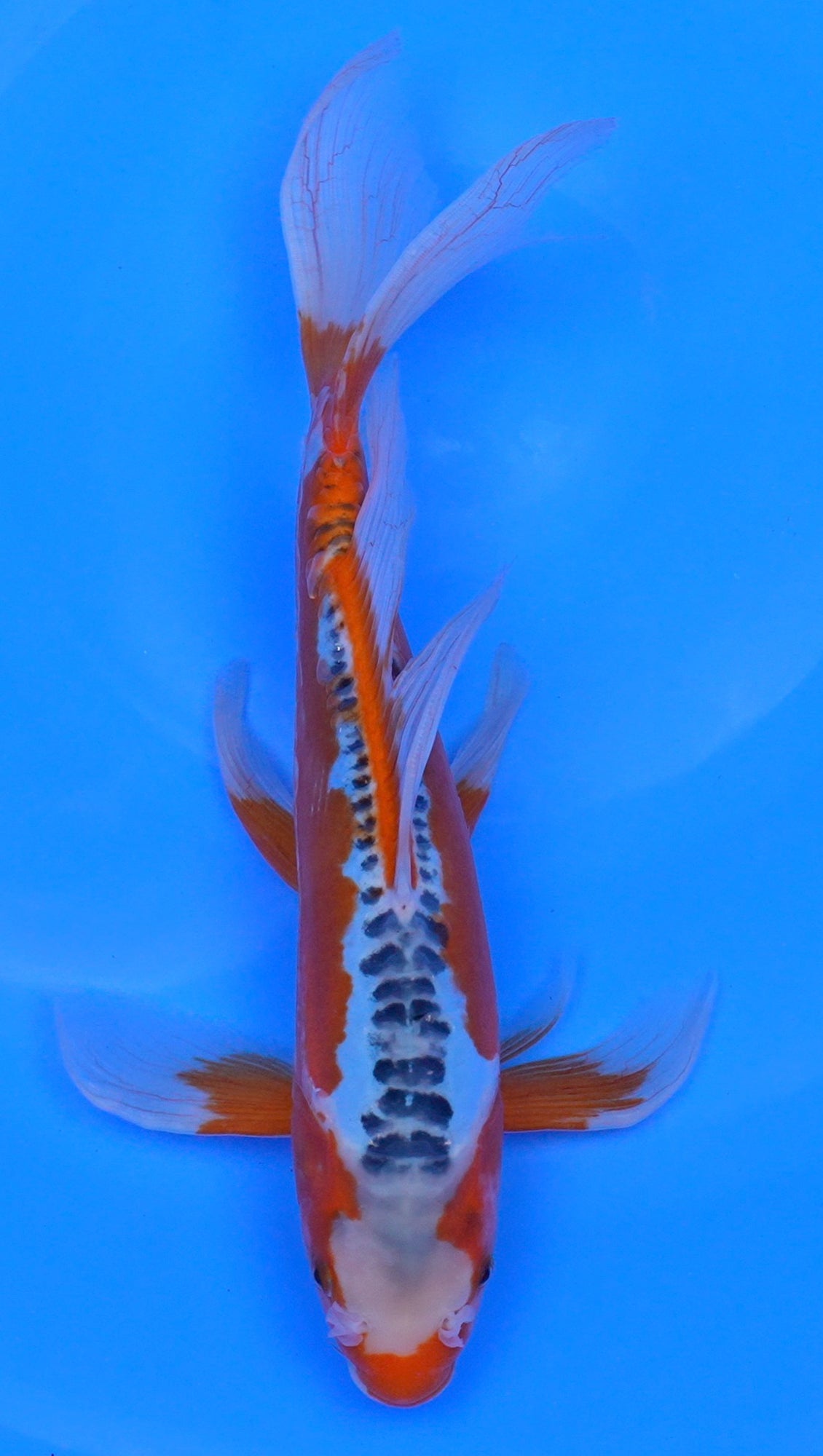 Long Fin Shusui 14 inch - 240114315