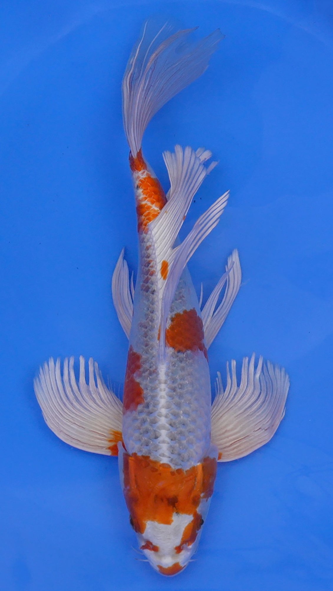 Long Fin Kujaku 14 inch - 240114317