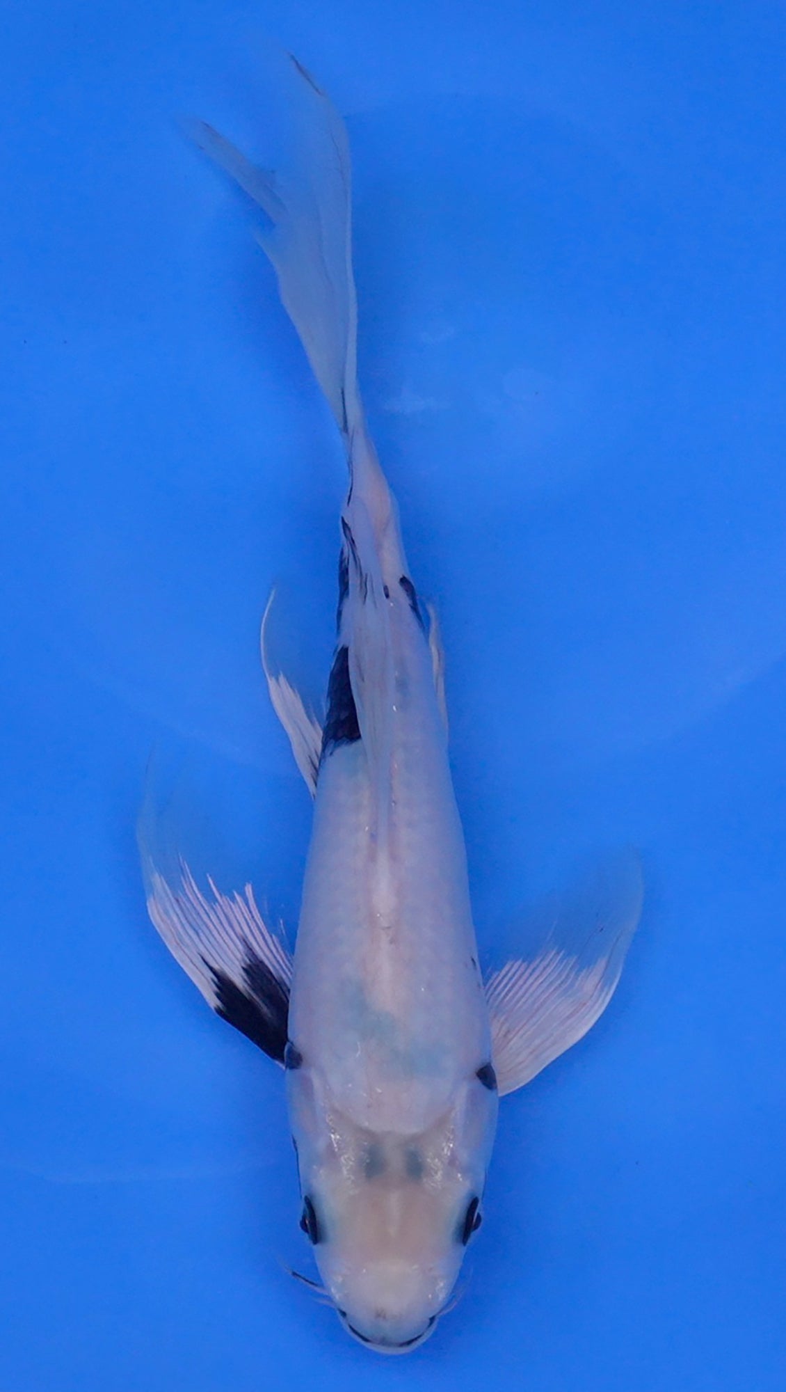 Long Fin Hajiro 13 inch - 240114319