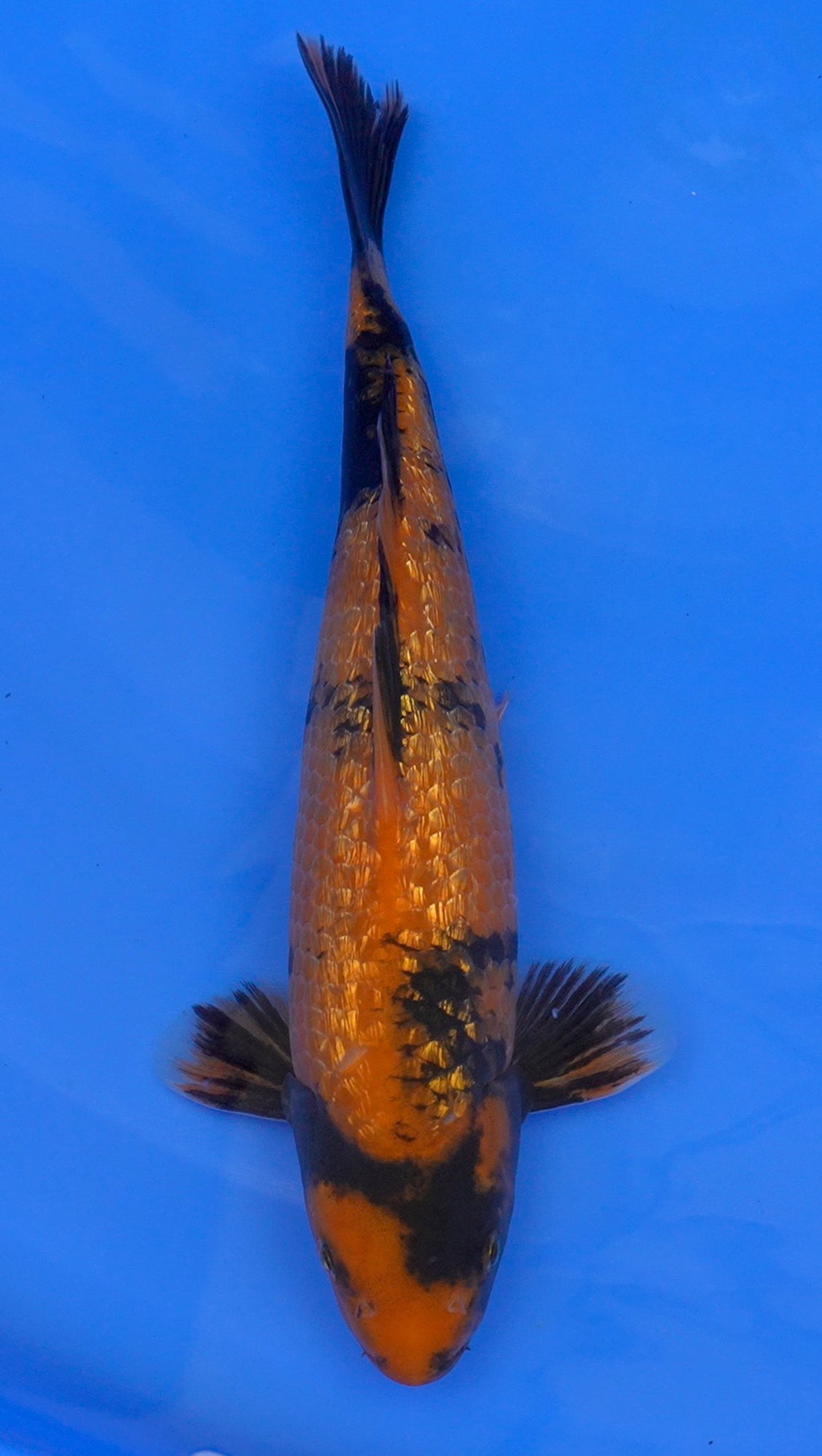 Gin Rin Hi Utsuri 13 inch - 240114320